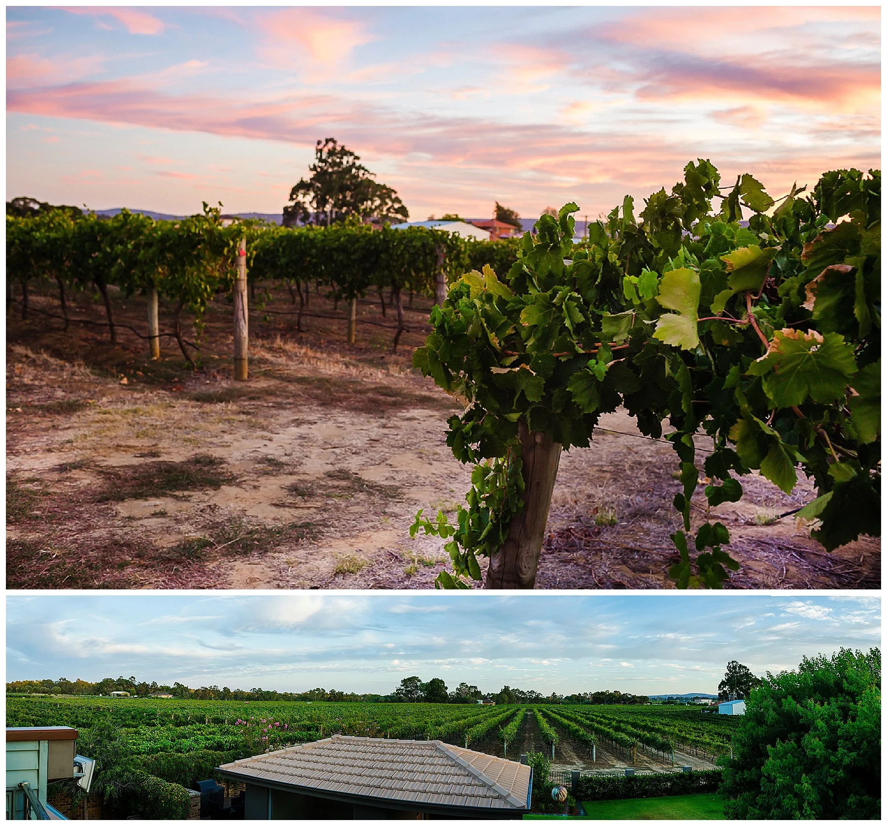 Marketing Photography - Vineyard at Sunrise