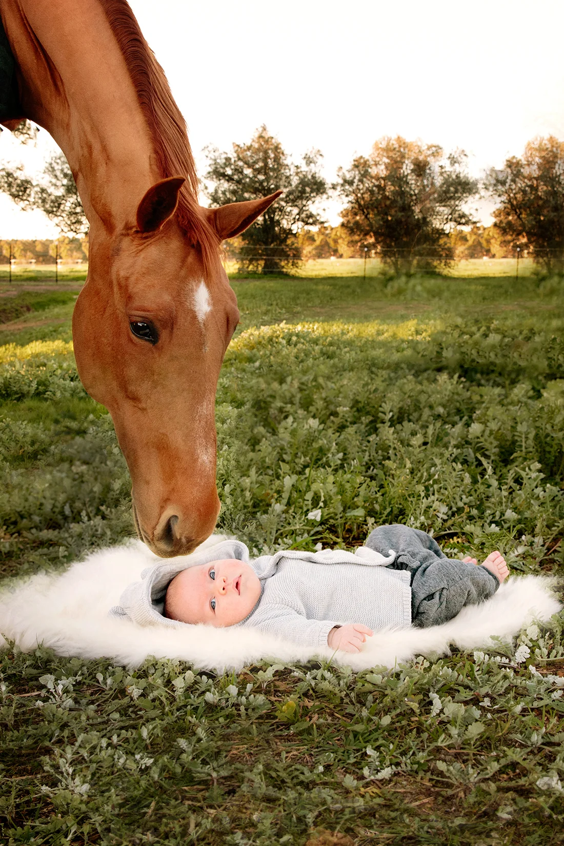 Baby Archer~Hillarys newborn photographer