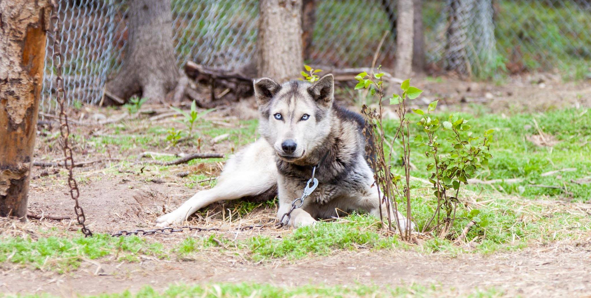 Hansel, chilling out in the summer.