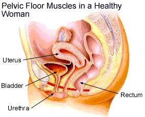 pelvicfloor.gif