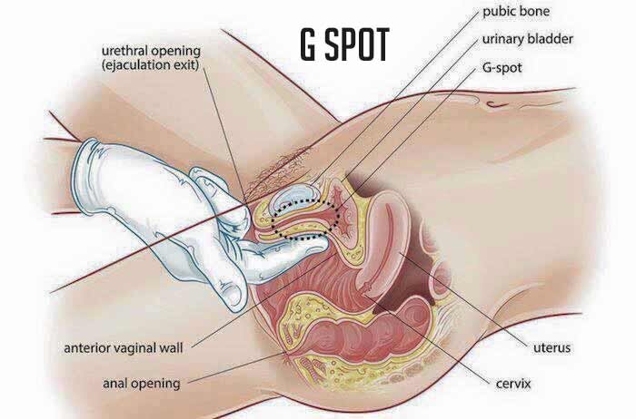 Where's The G Spot Located