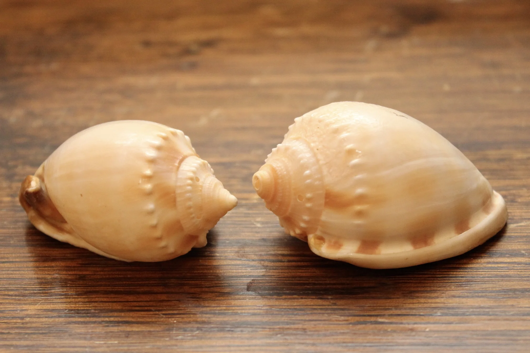 Natural Shell Salt and Pepper Shakers