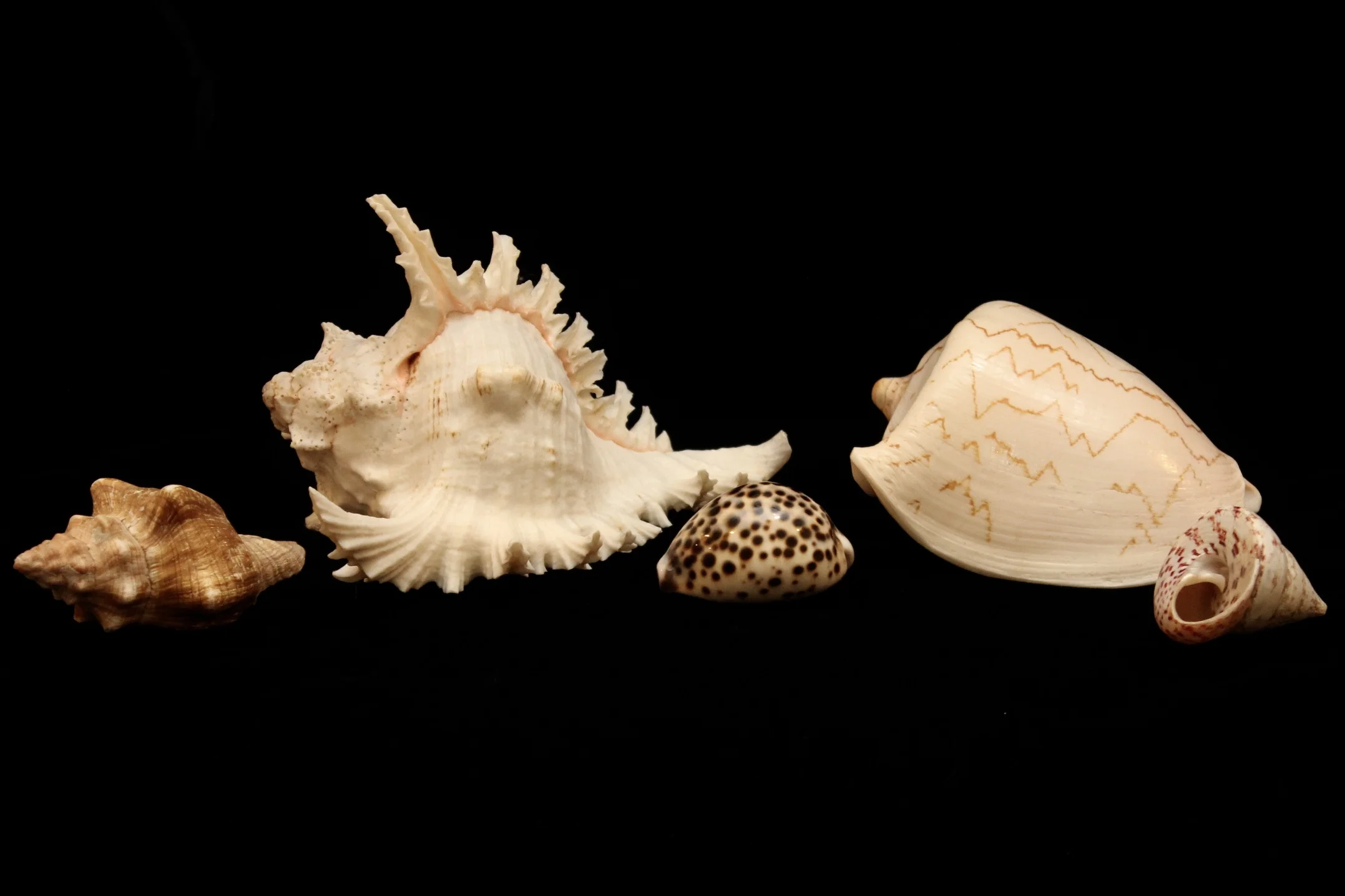 Natural Shells - Lace Murex and Conch