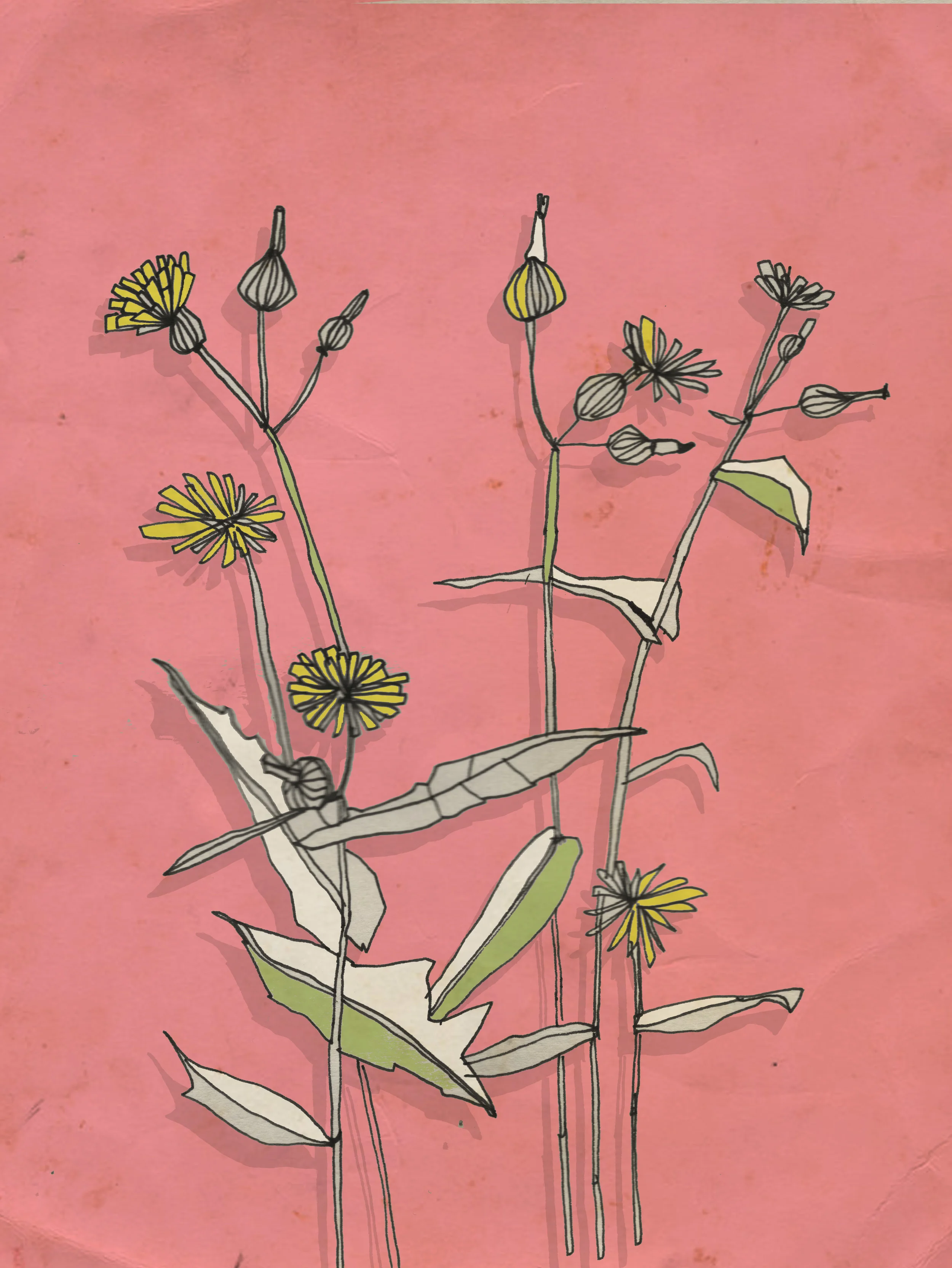 dandelion 3.jpg