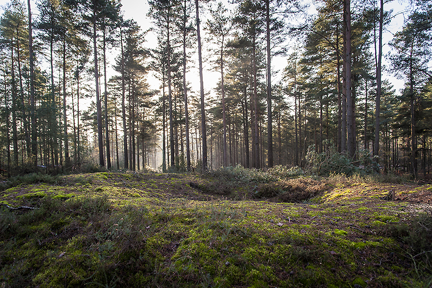 A moss covered delight