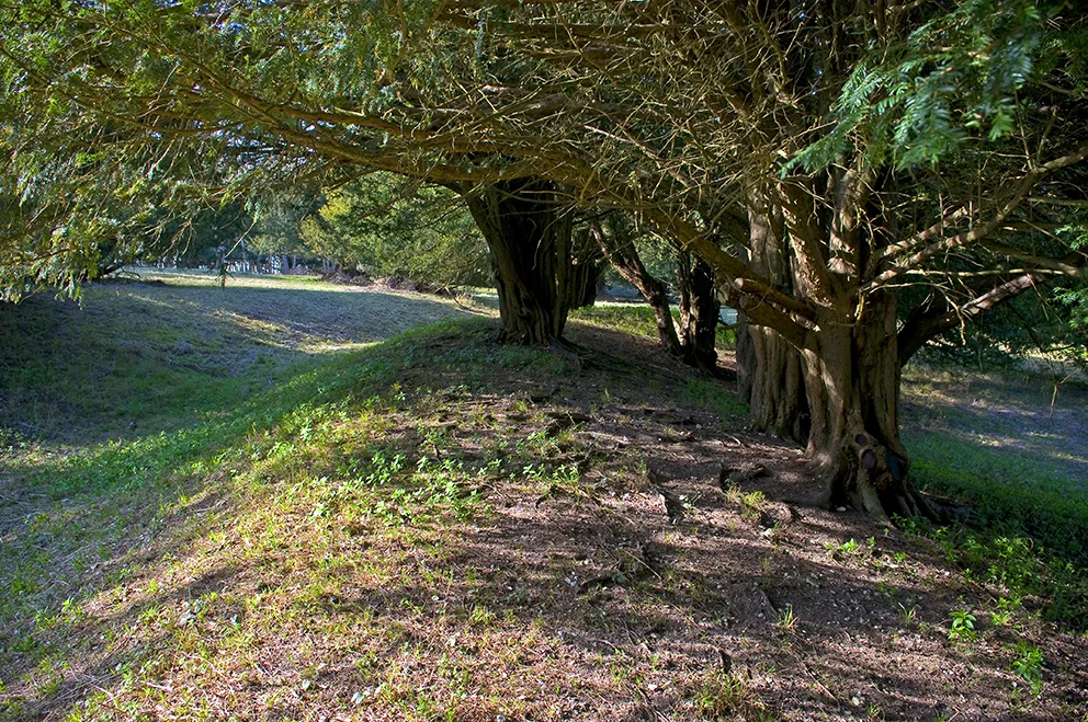 The inner ring of the enclosure