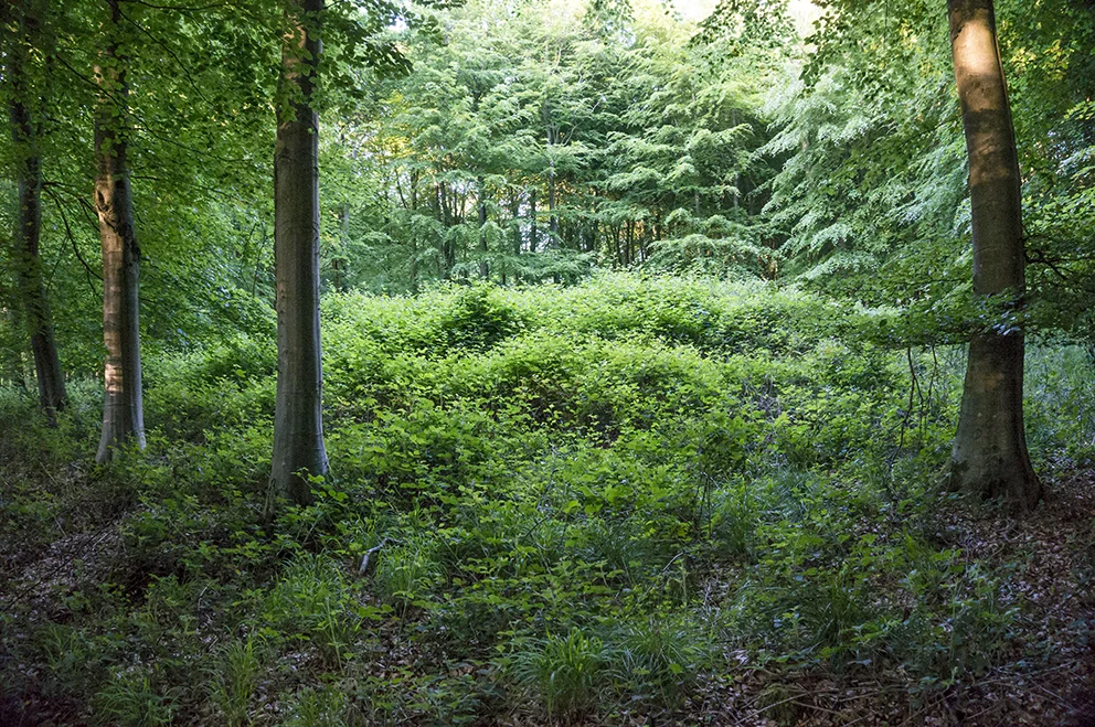 One of the smaller barrows in this linear group near a woodland track