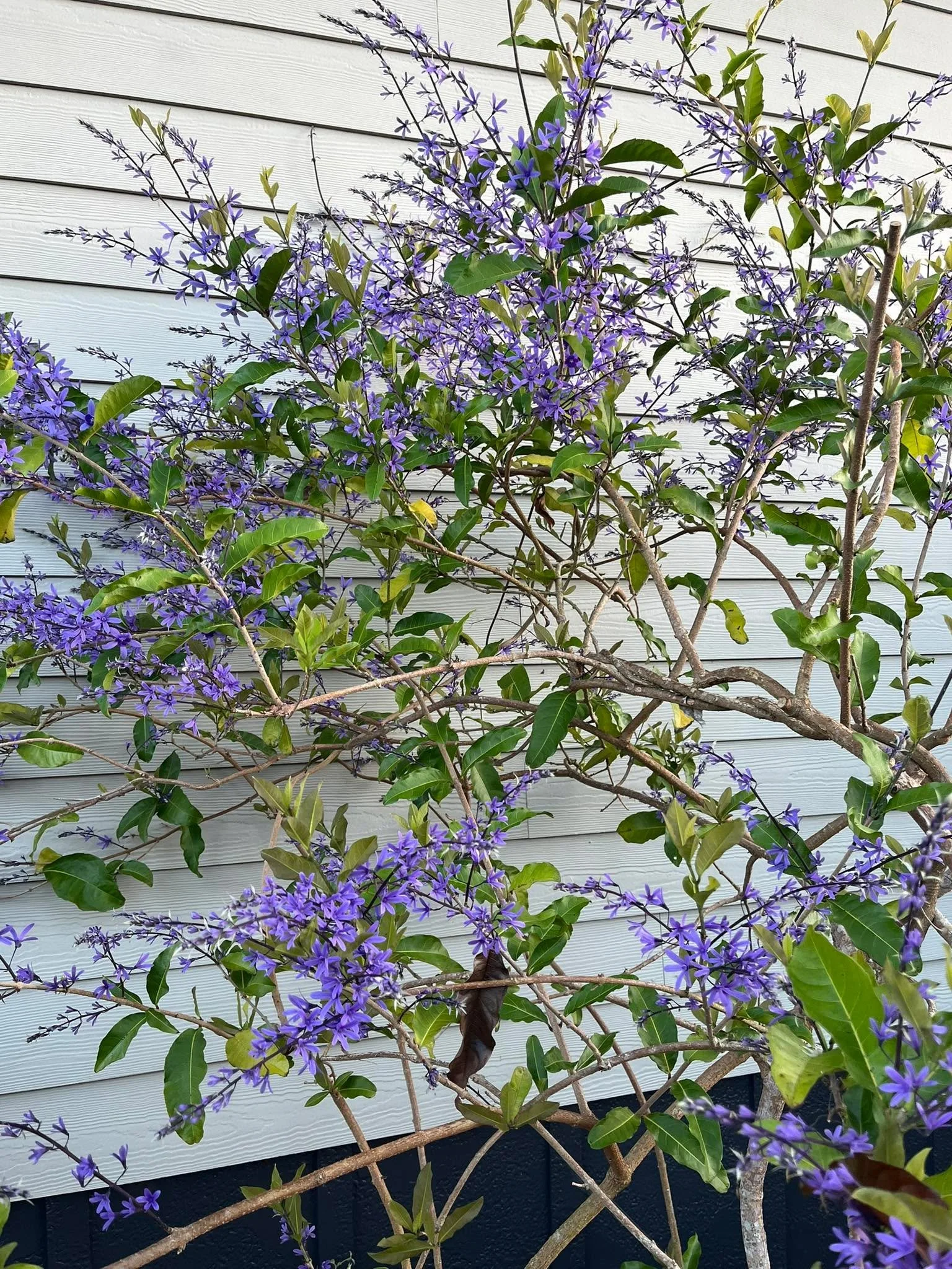 In my yard now- Queen&rsquo;s Wreath (aka petrea) in full bloom. So pretty!