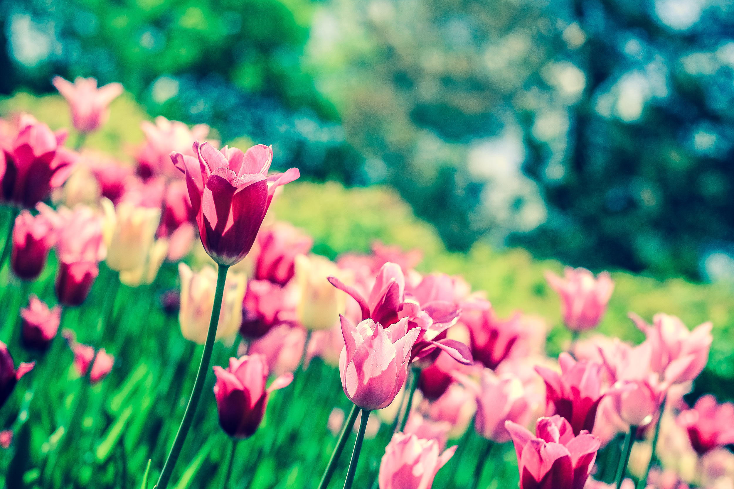 Vintage Tulips