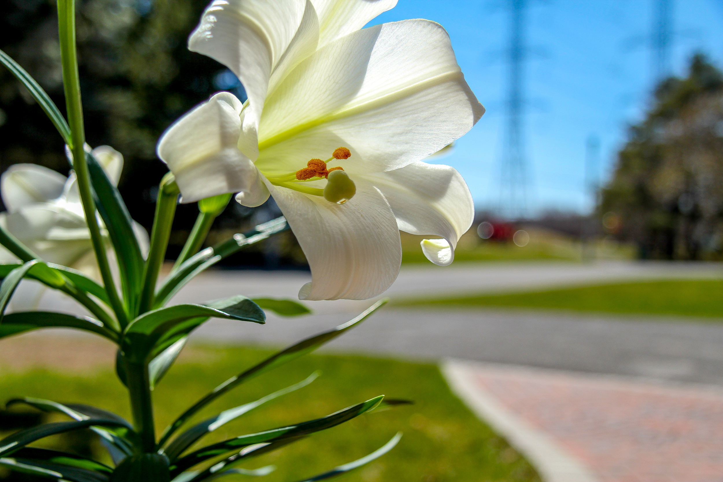 Lilium