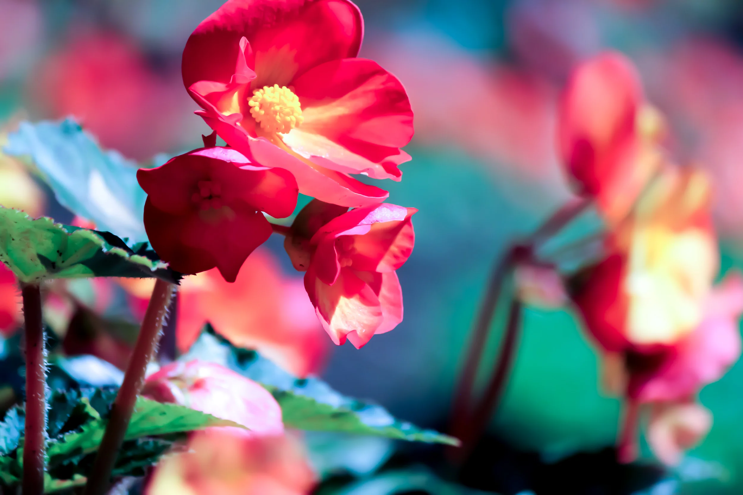 Red Begonia