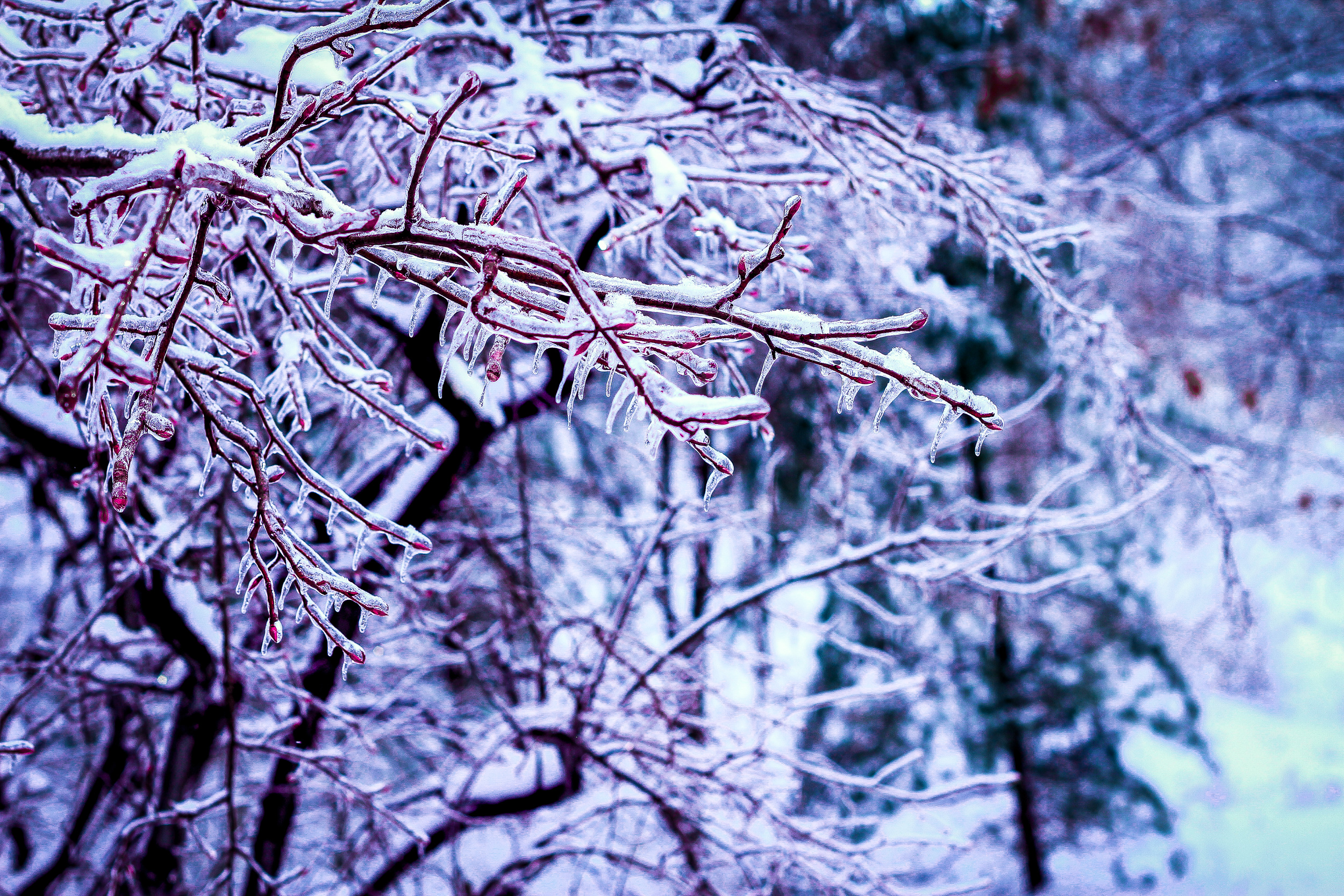 Frozen Branches