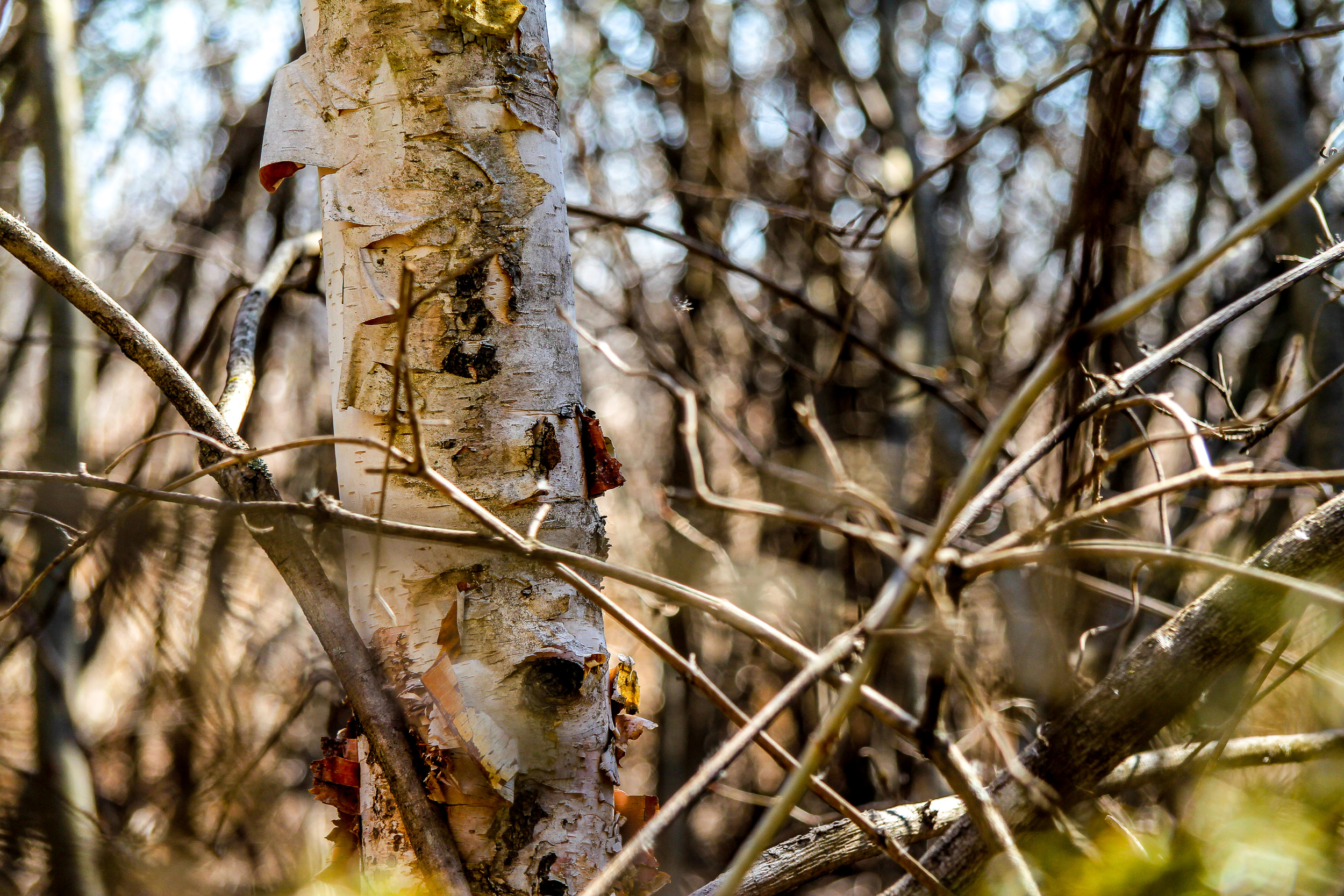 Branches and Birch