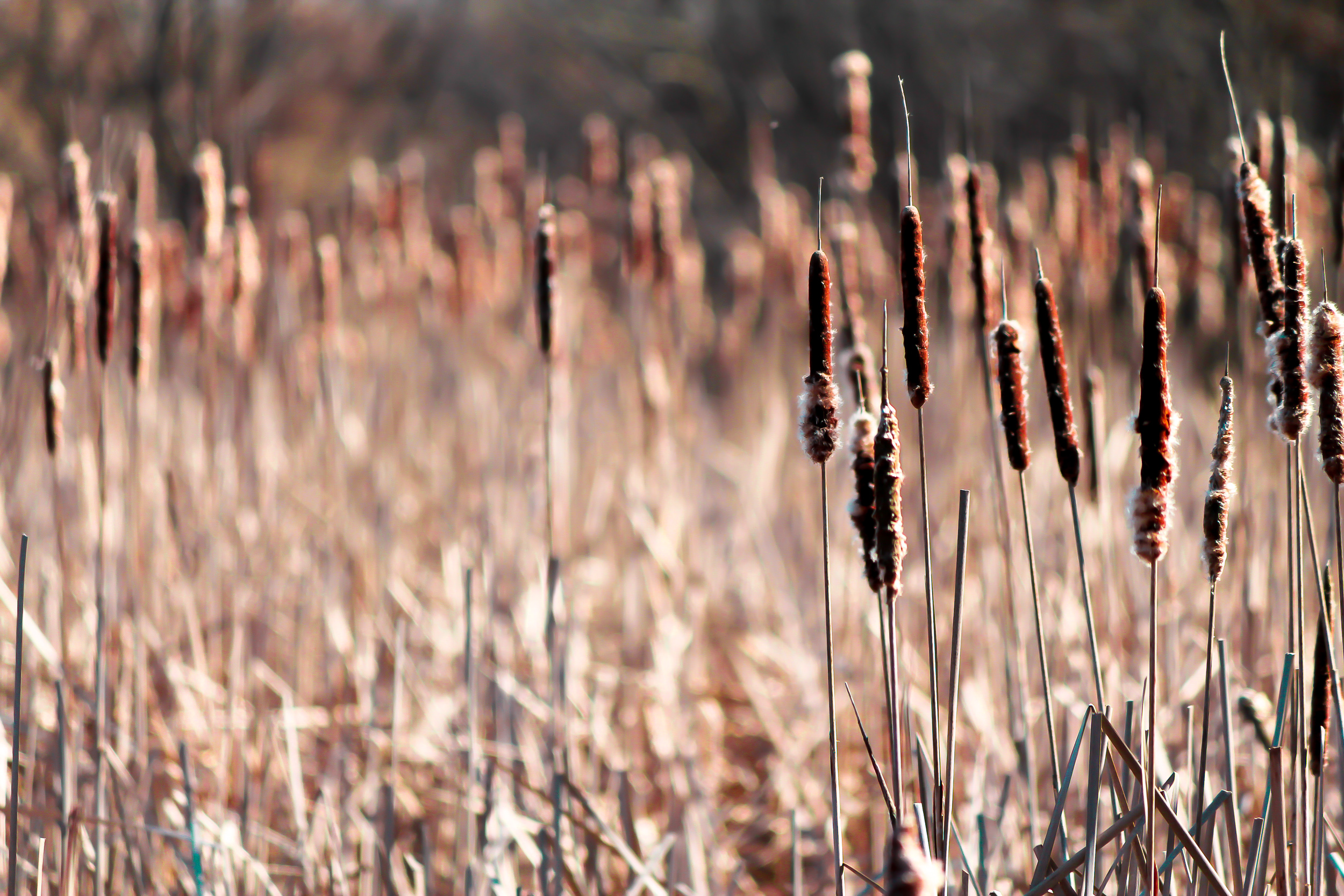 Cattails