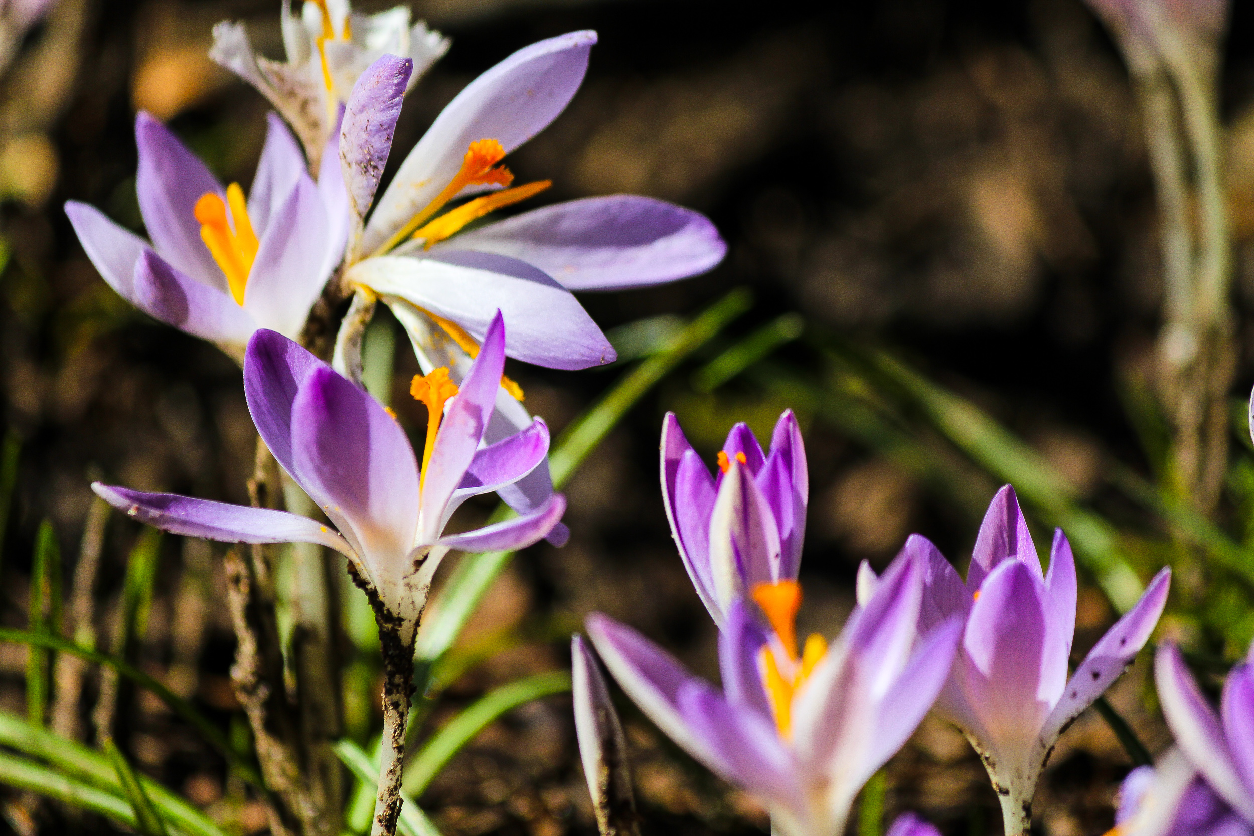 Crocus