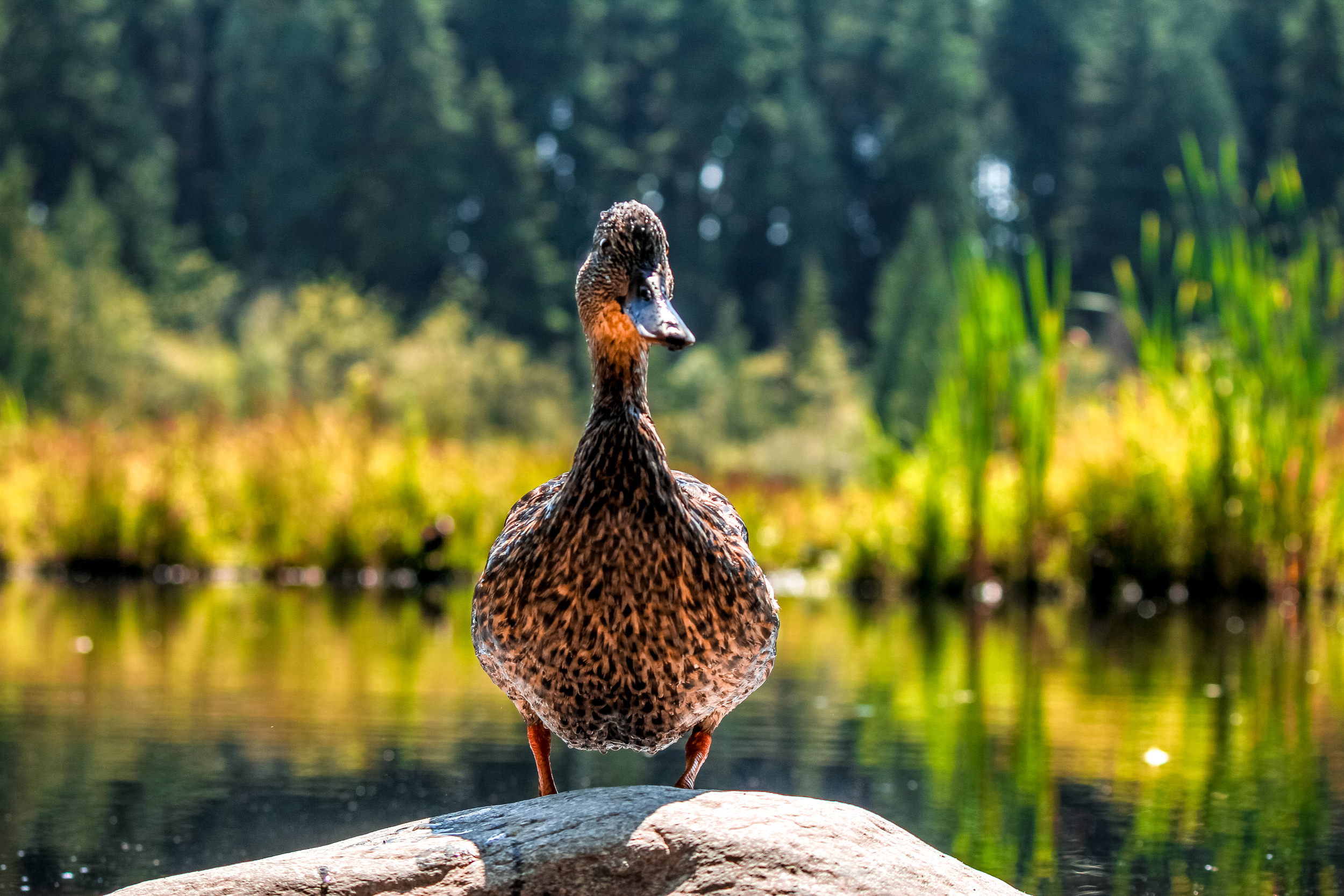 Beaver Lake Boss