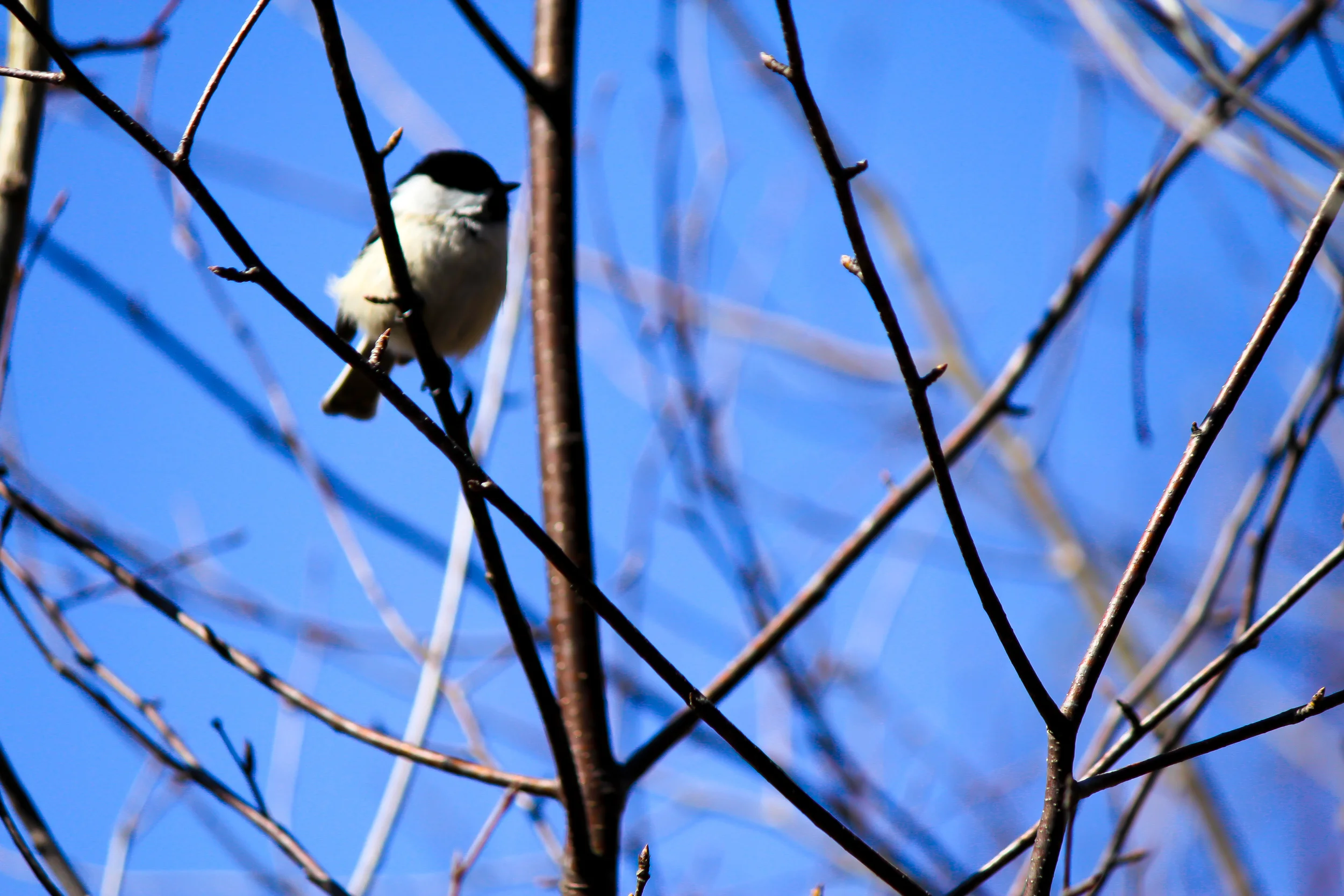 Chickadee Crisscross