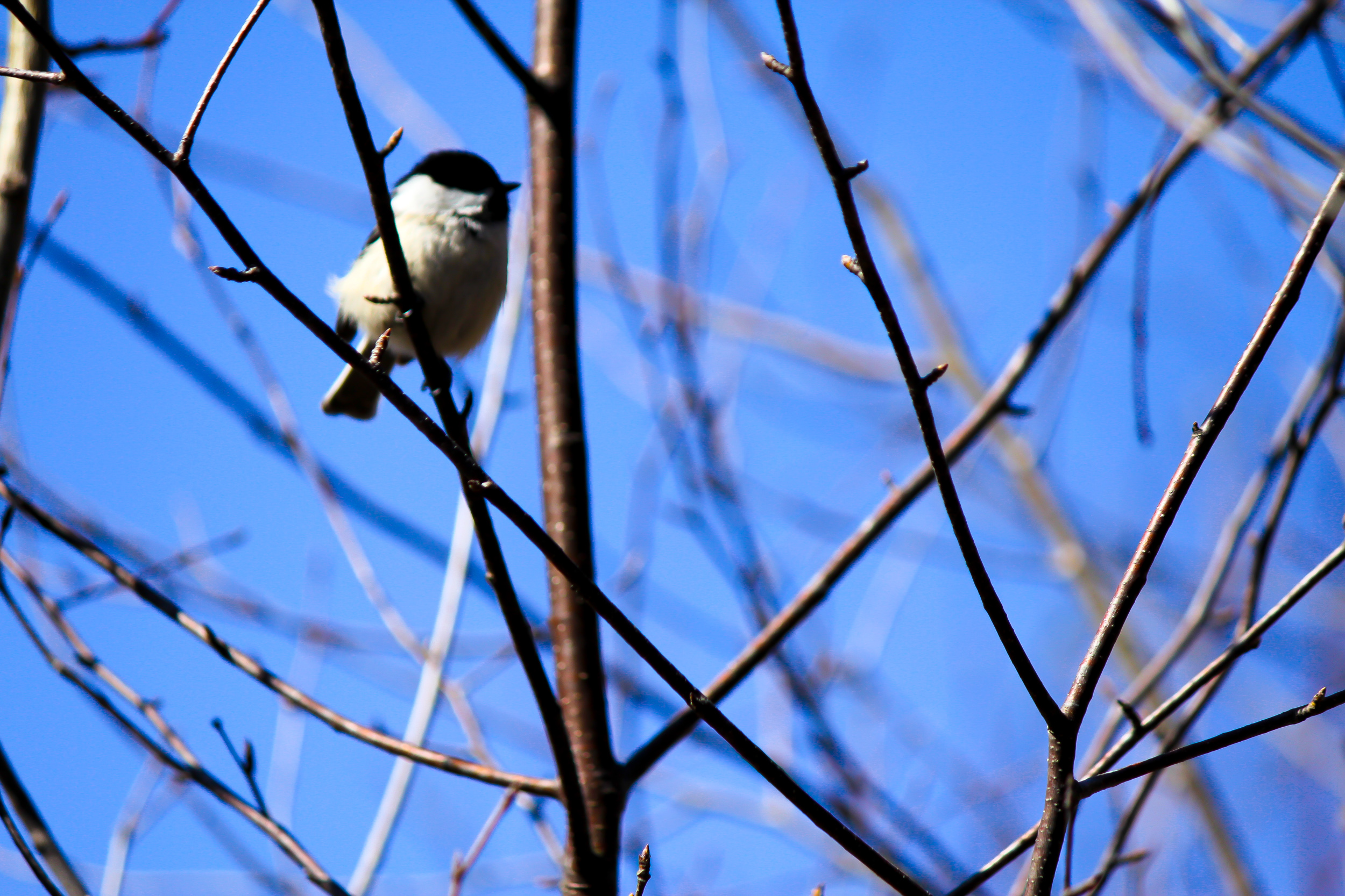 Chickadee Crisscross