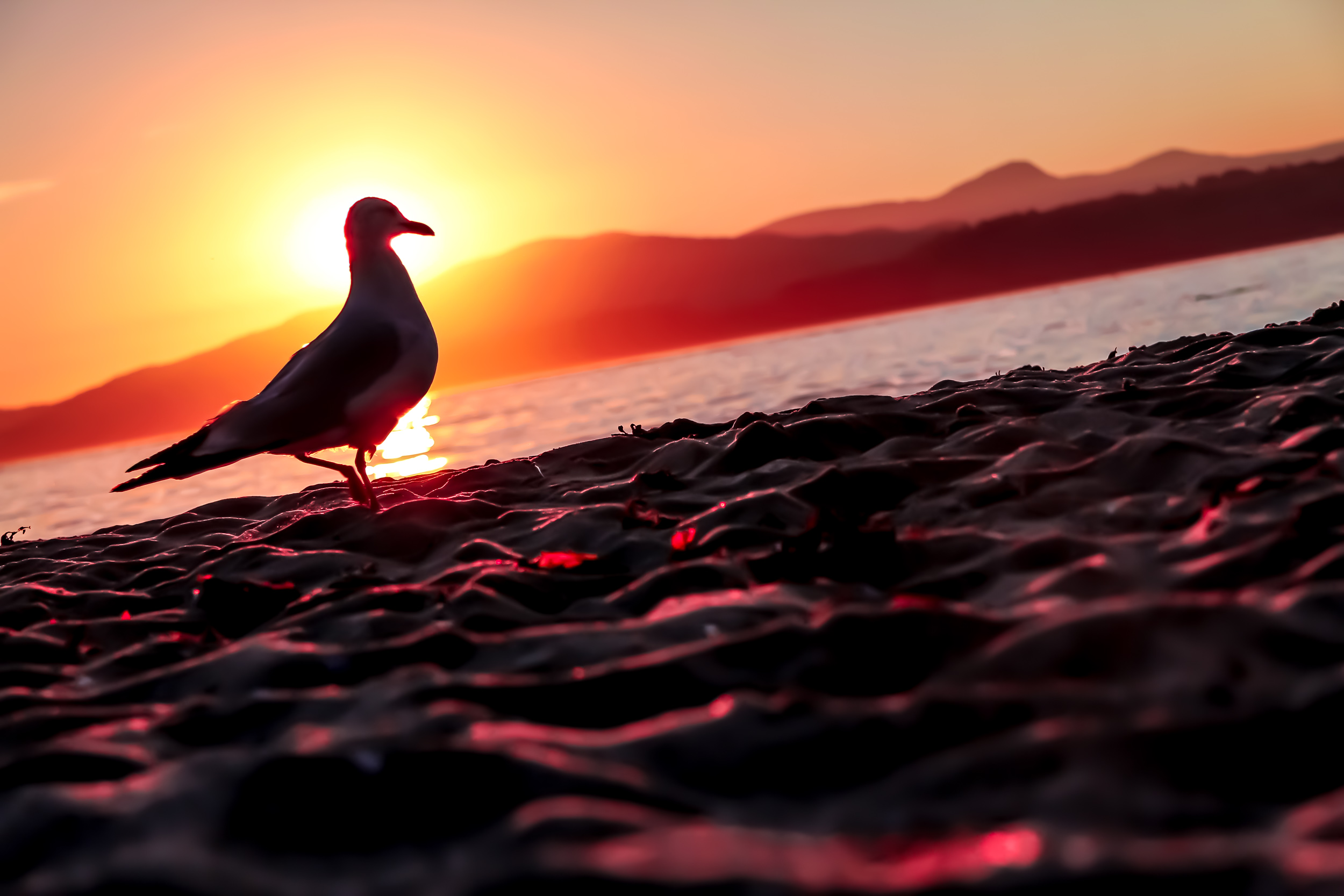 Seagull Silhouette