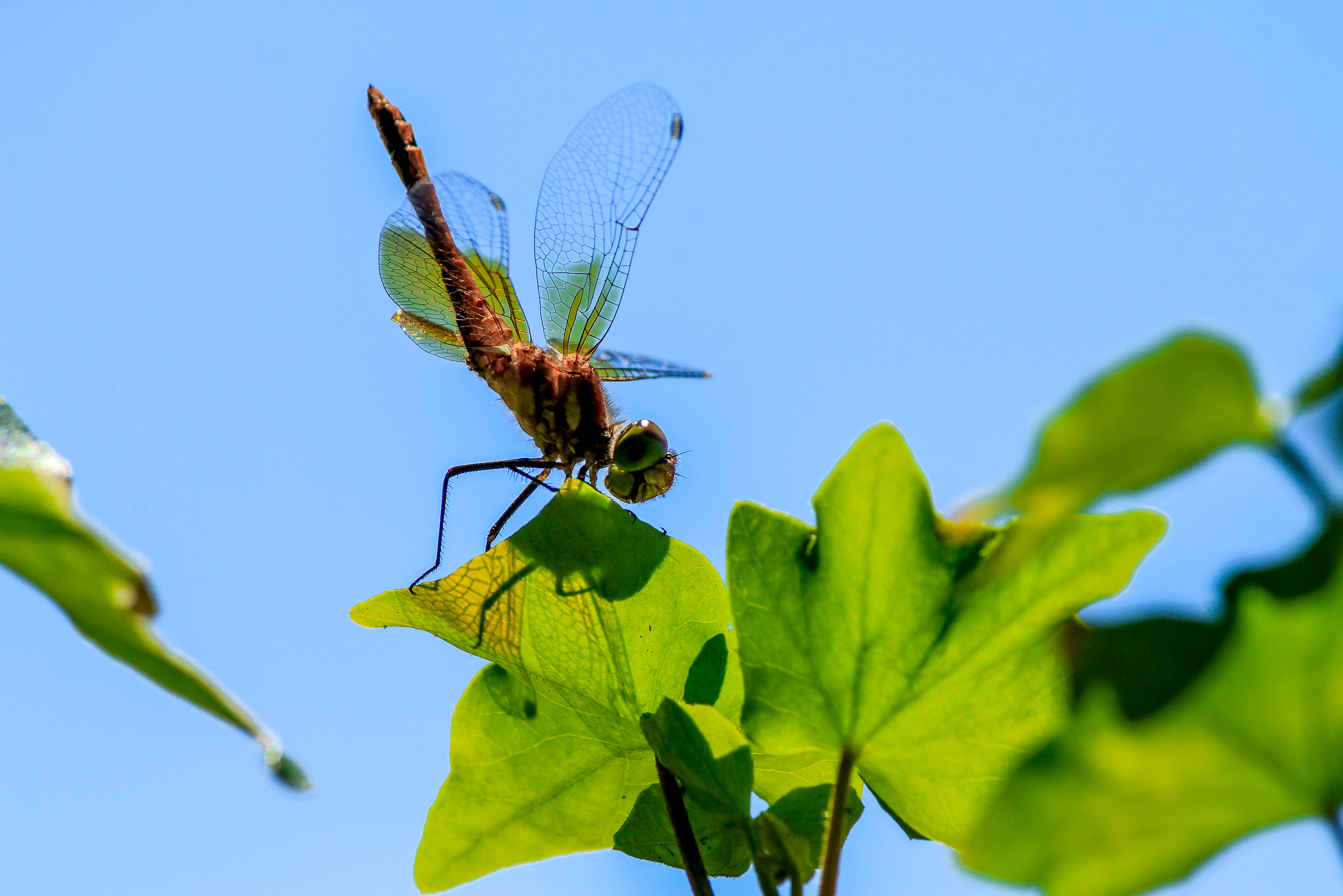 Dragonfly