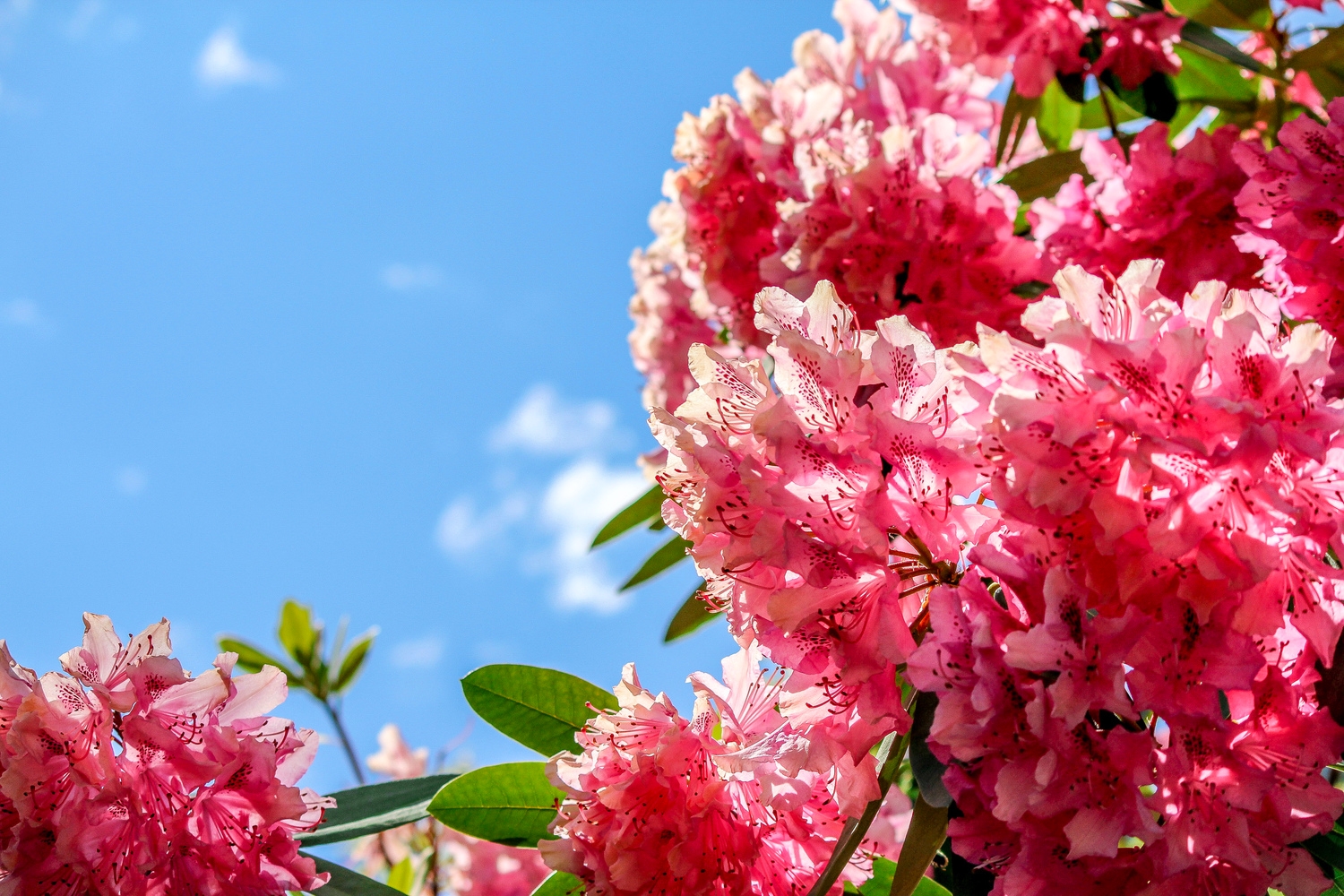 Rhododendron
