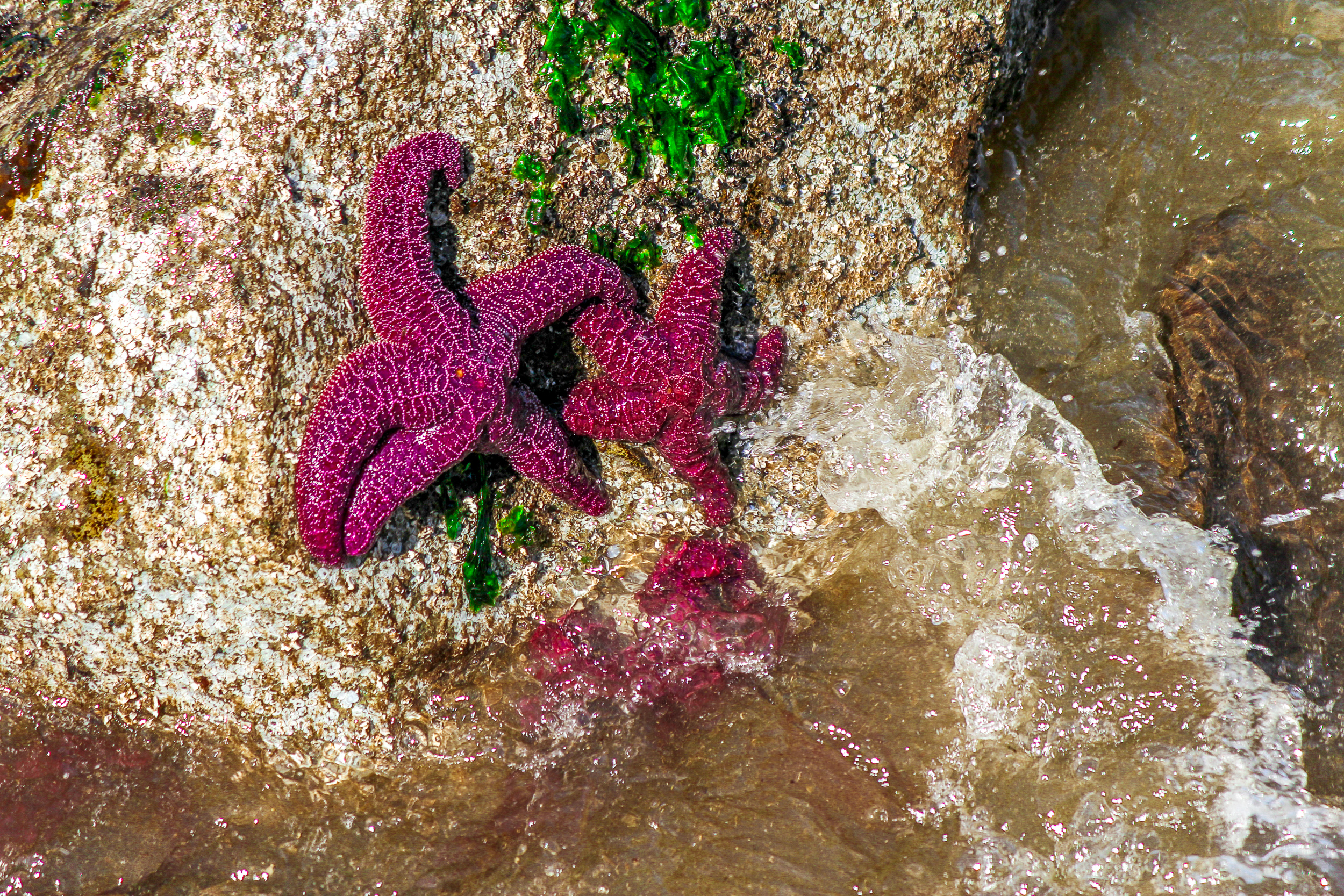 Starfish