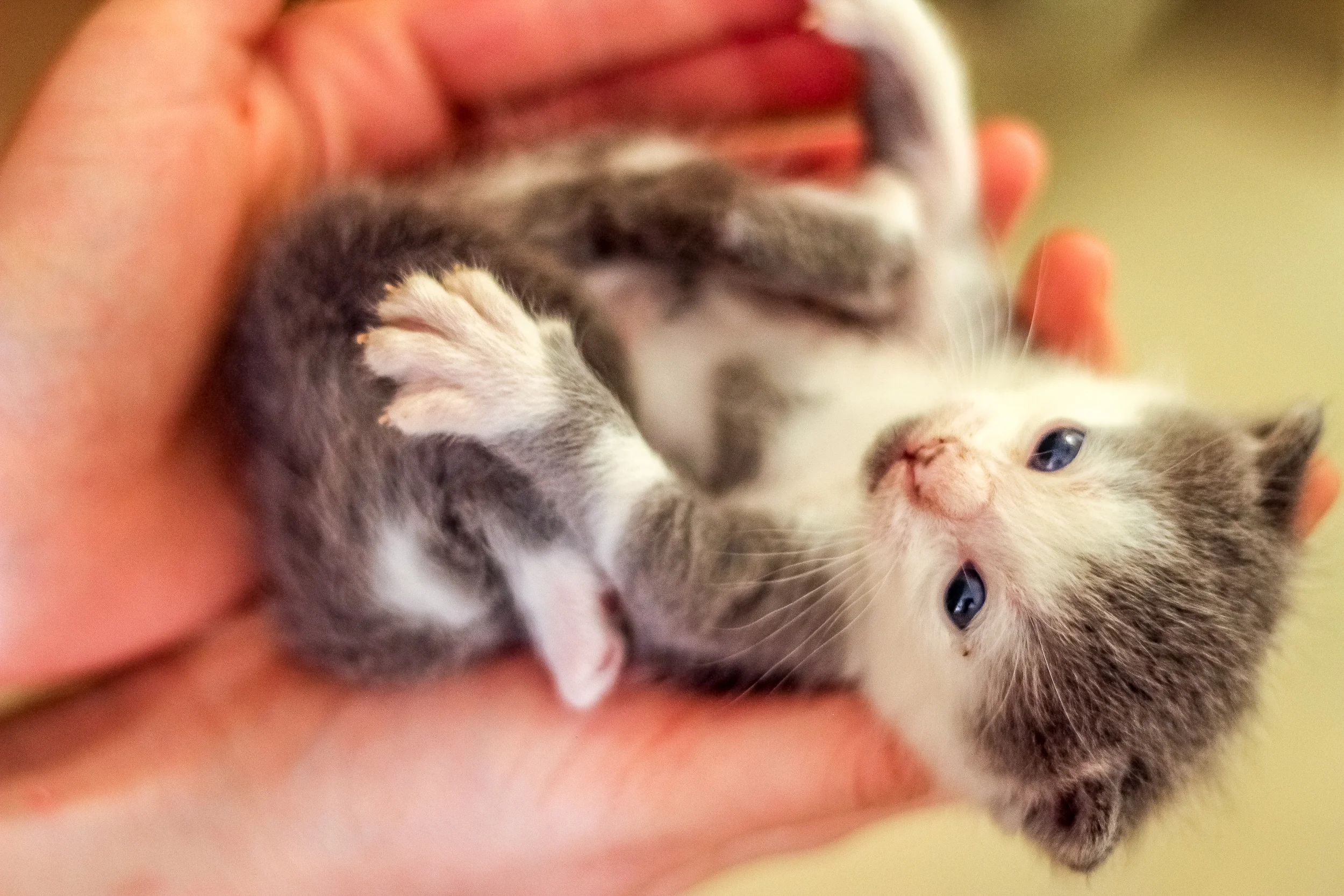 Two Weeks Old 