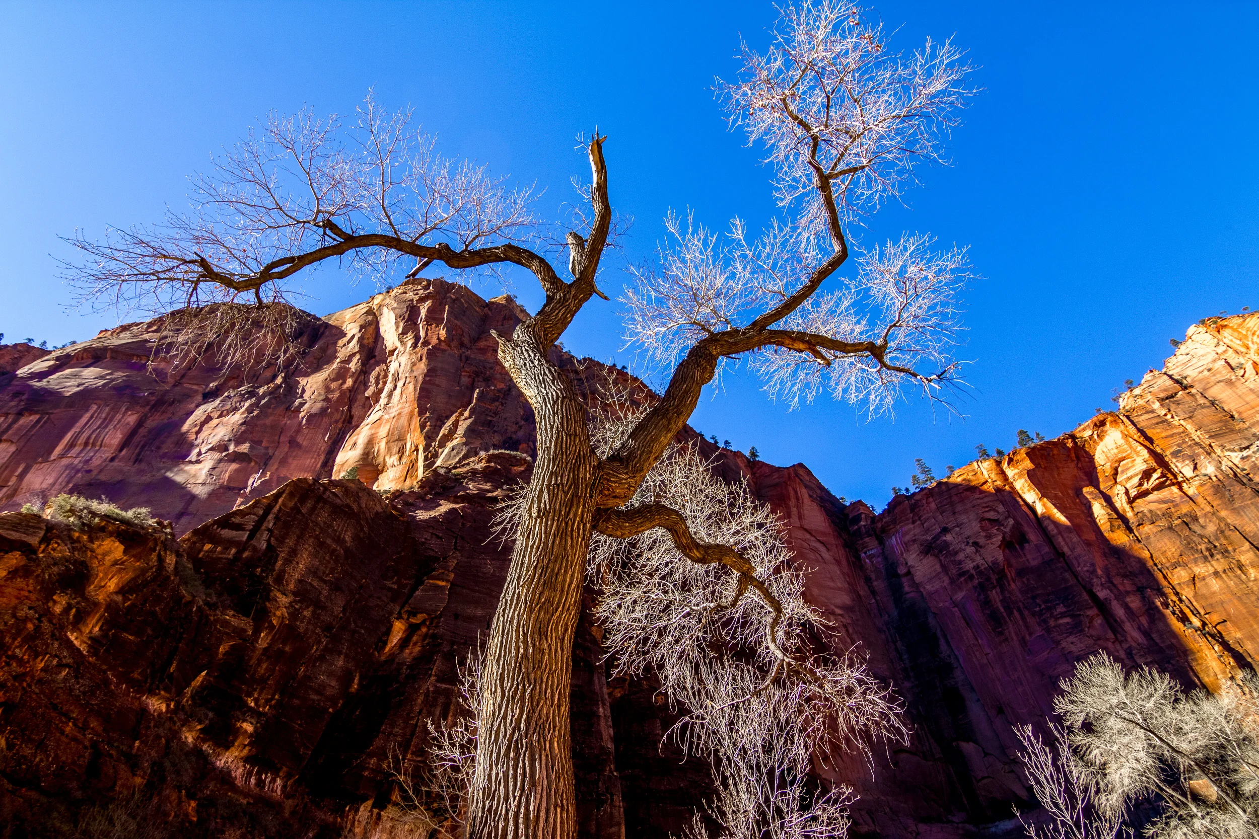 The Dancing Tree