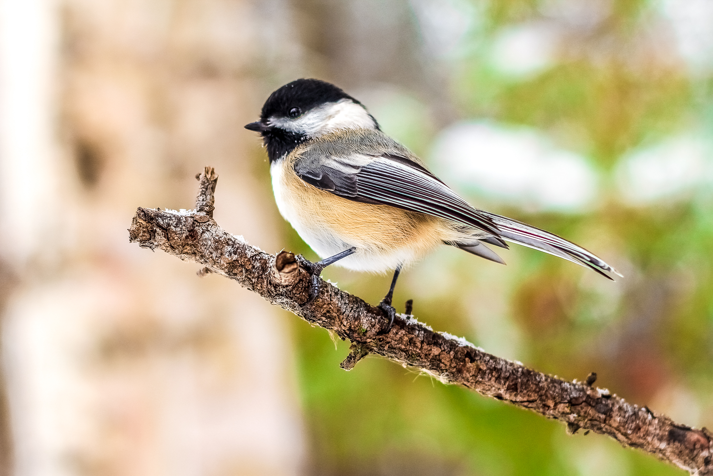 Black Capped Chickadee