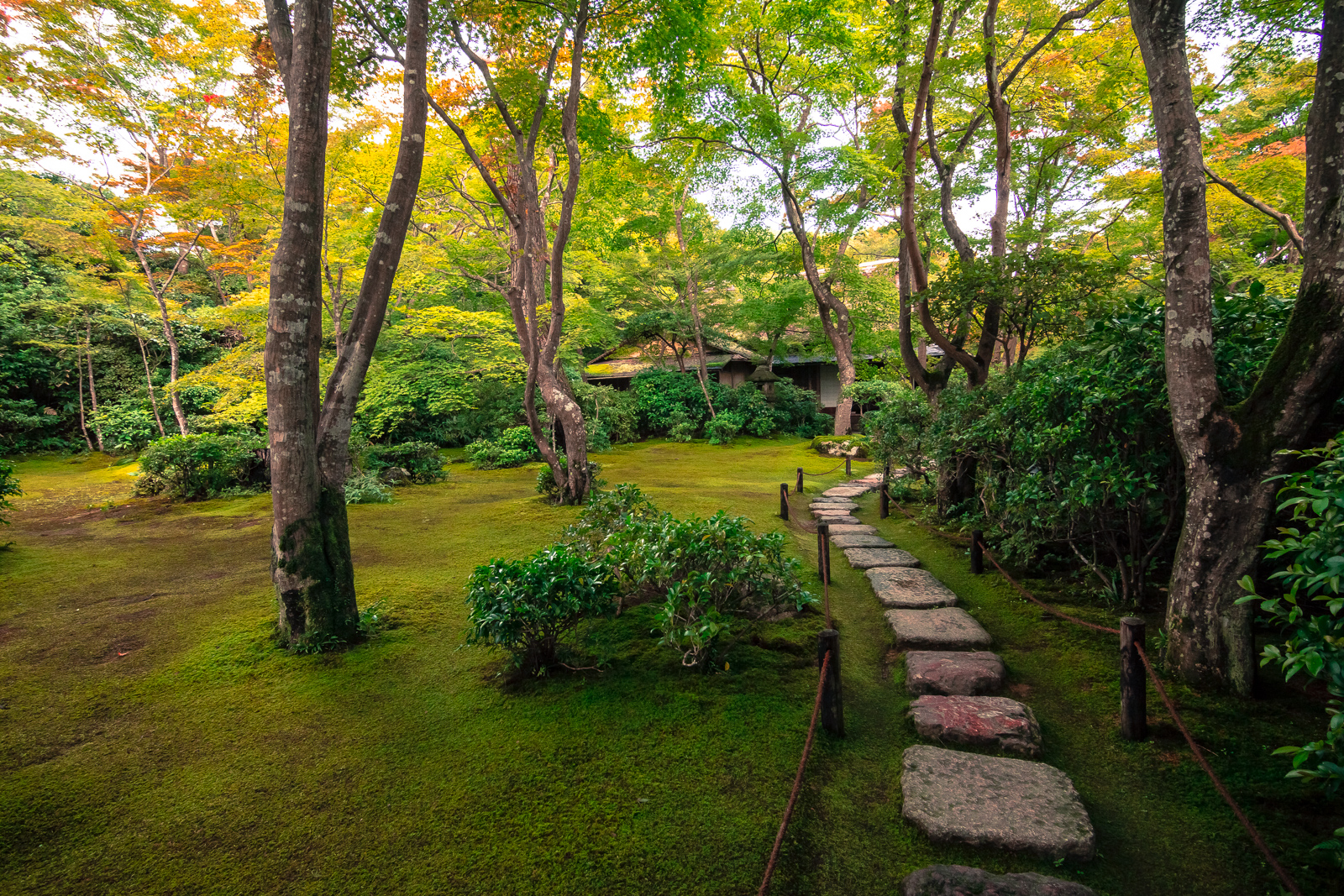 Moss and Stone 苔の庭