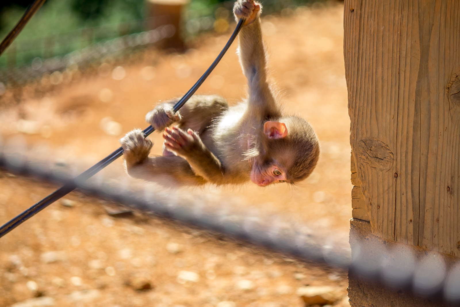 Monkeying Around 嵐山モンキーパーク