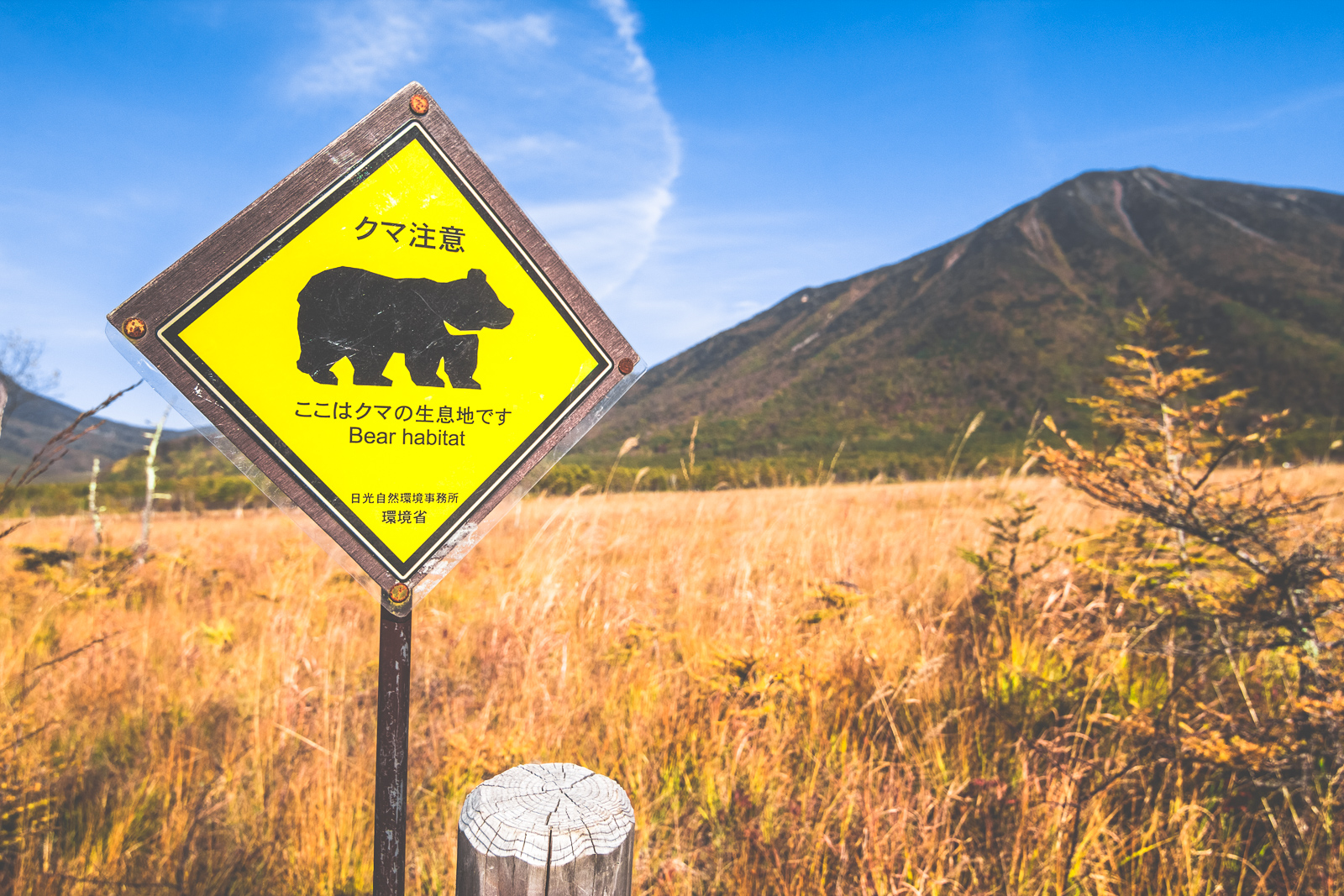 Beware of Bear 戦場ヶ原