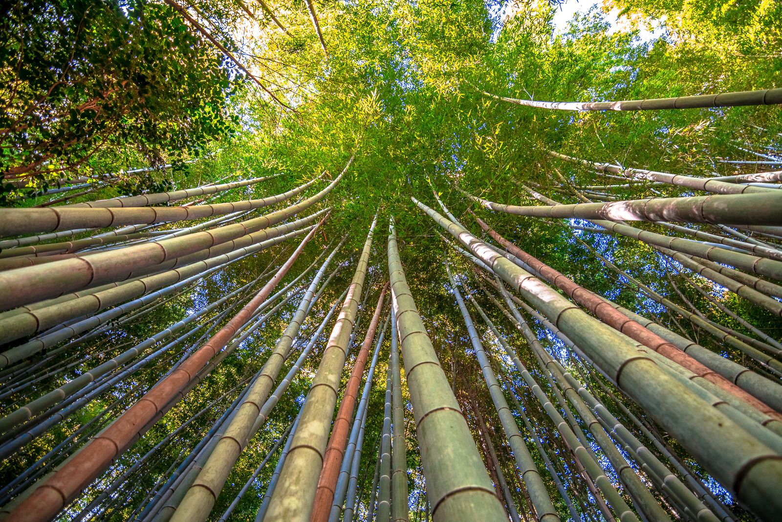 Bamboo Forest