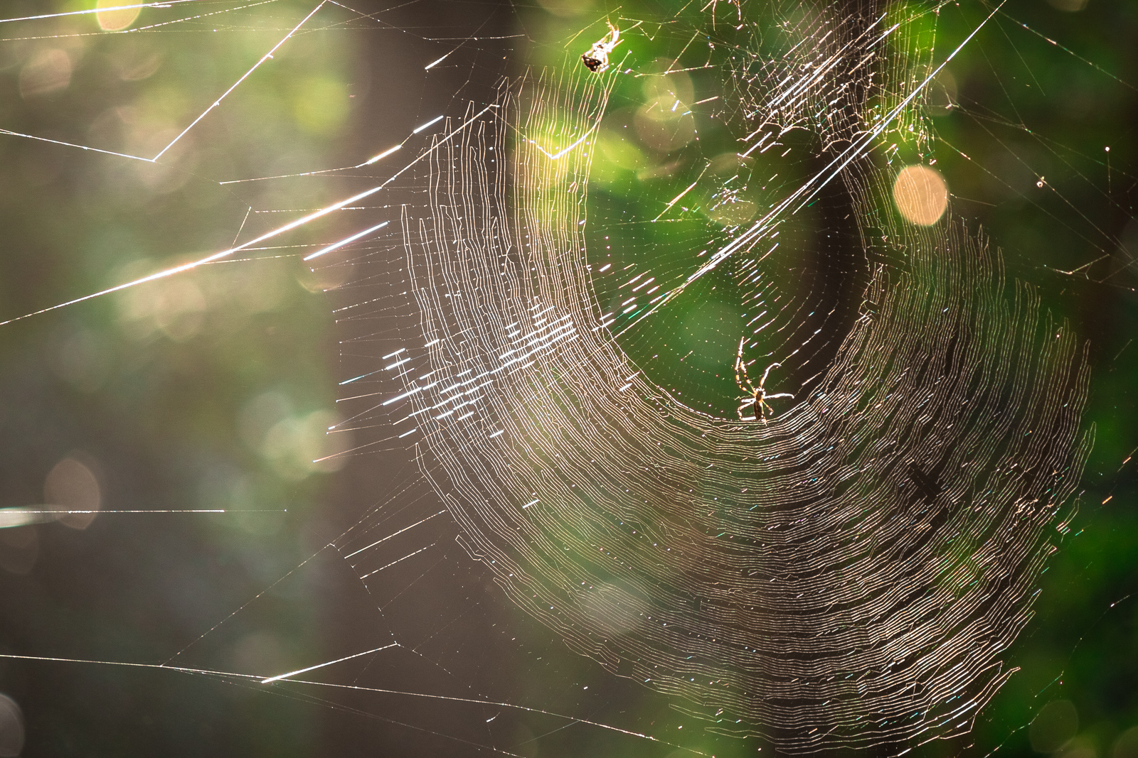 Spider