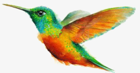 hummingbird.png