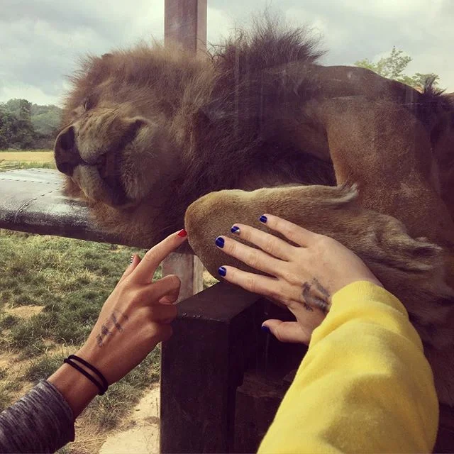 🦁🇺🇸❤️