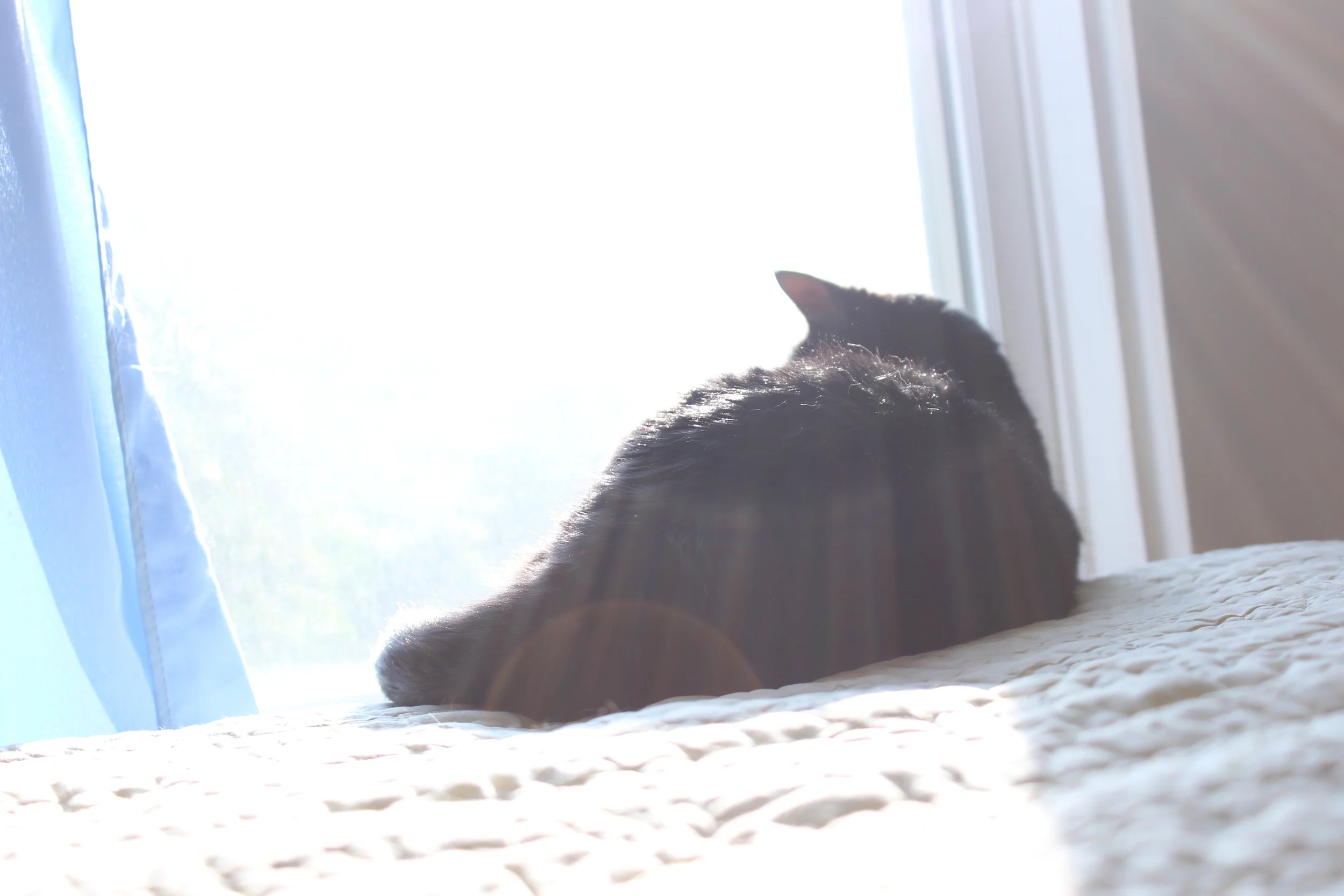  Poco LOVES being in the sunbeams in the nursery. She has spent a lot of time in here with me as I get things ready for baby.&nbsp; 