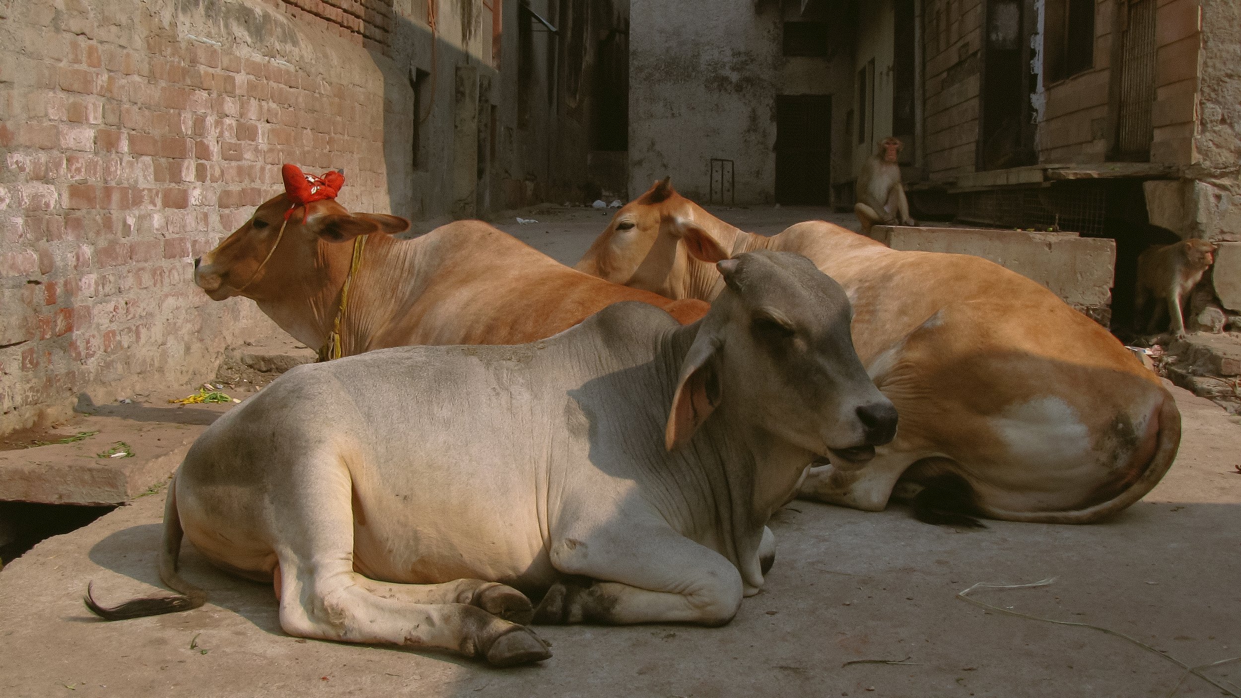 Canon Powershot_4401.jpg