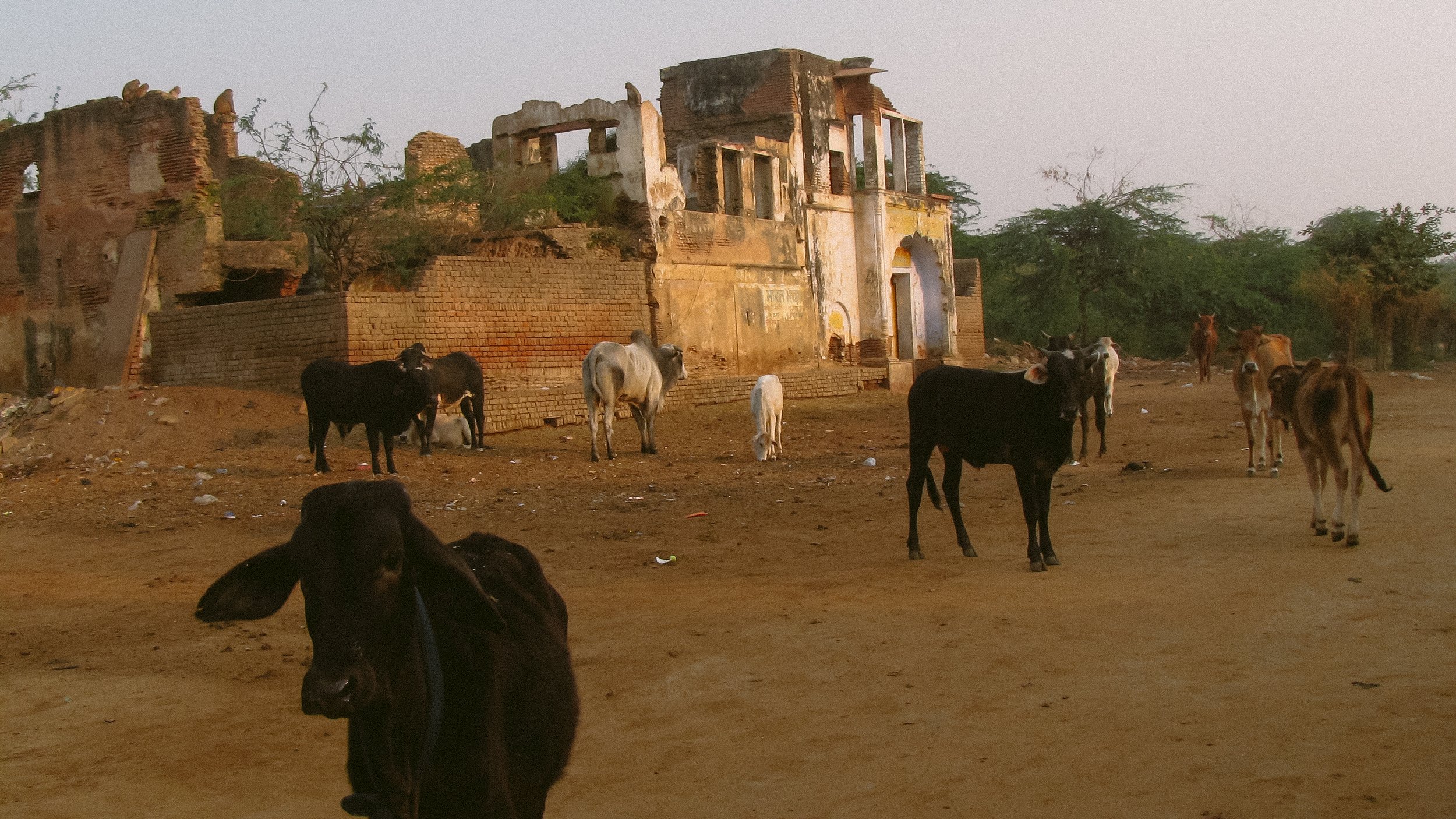 Canon Powershot_4462.jpg