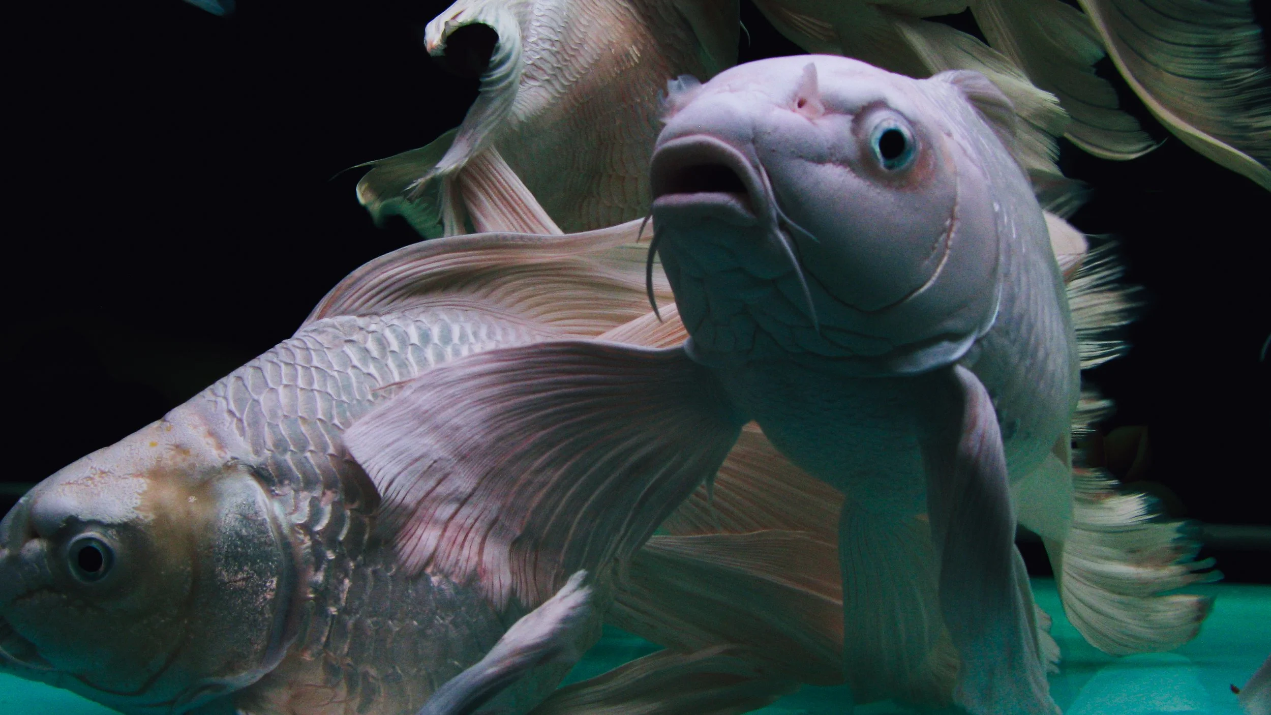 Canon Powershot_3093.jpg