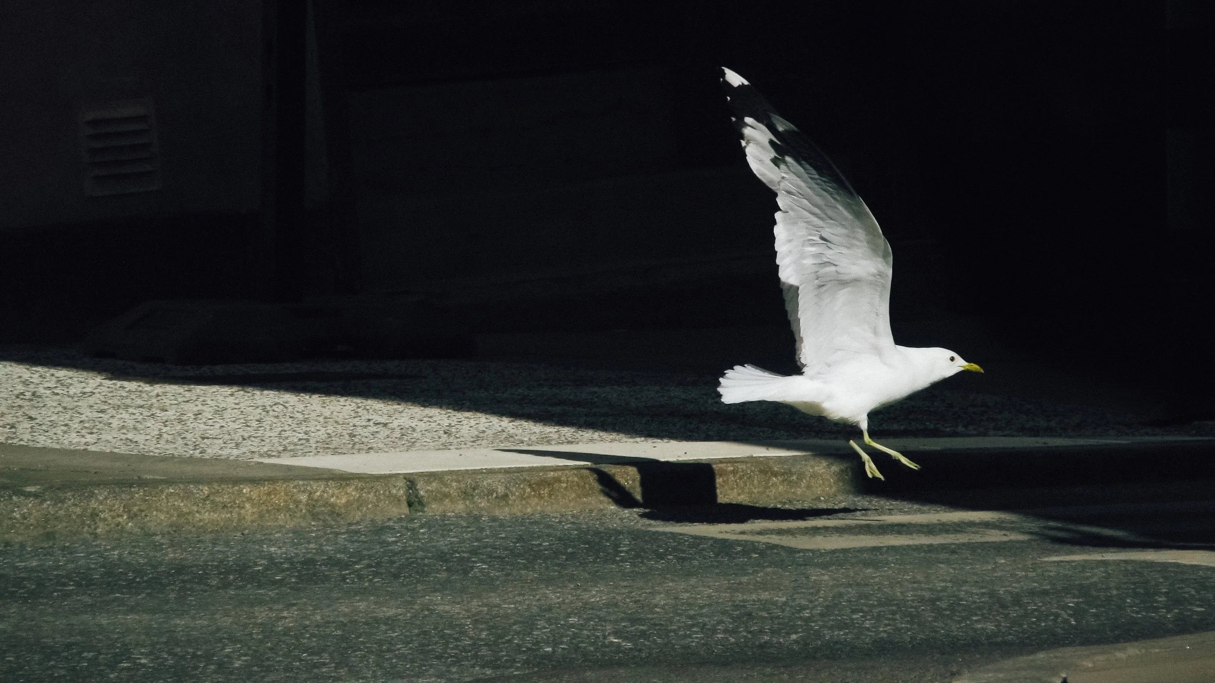 Canon Powershot_1707.jpg