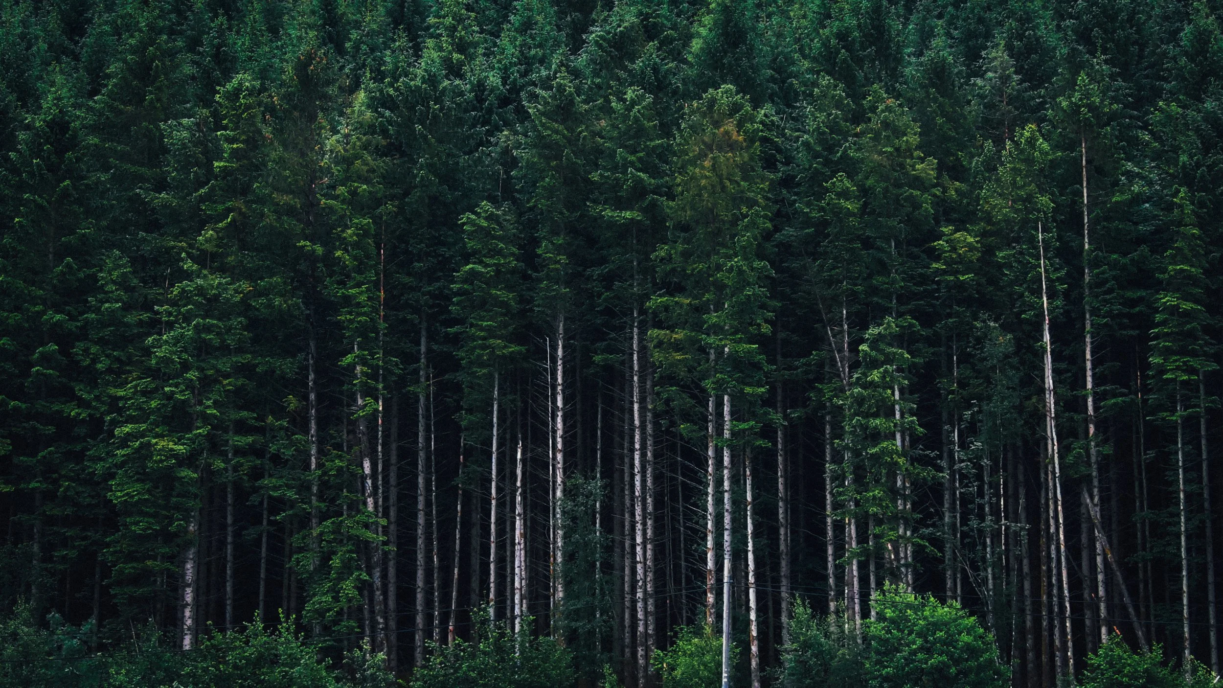 Canon Powershot_1015.jpg