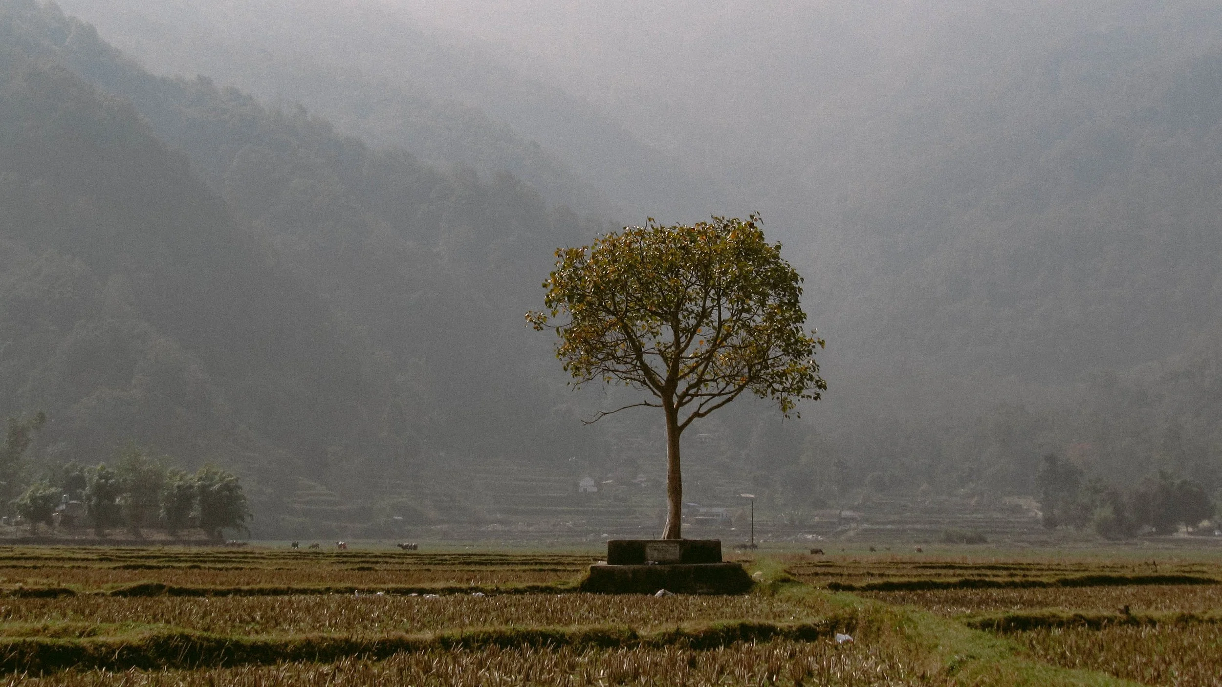 Canon Powershot_5515.jpg