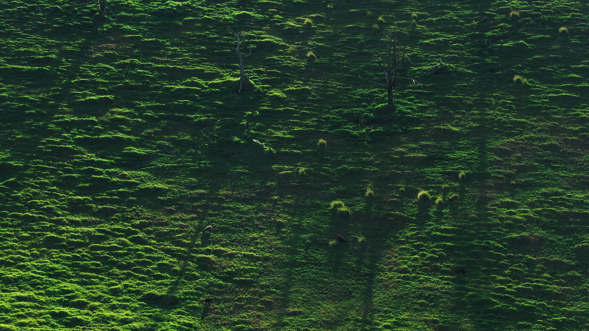 Canon Powershot_317.jpg