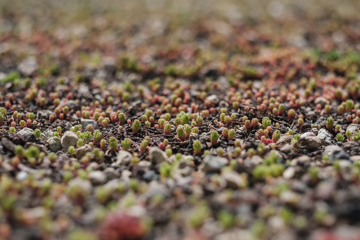 GREEN is een fotografisch priveproject van Jonathan Debeer (iso800) waarbij hij op zoek gaat naar inspirerende jonge bedrijven op het snijpunt tussen ecologie en technologie. De Steiner school in Lier biedt sinds enkele jaren een opleiding ecologisch bouwen aan.
