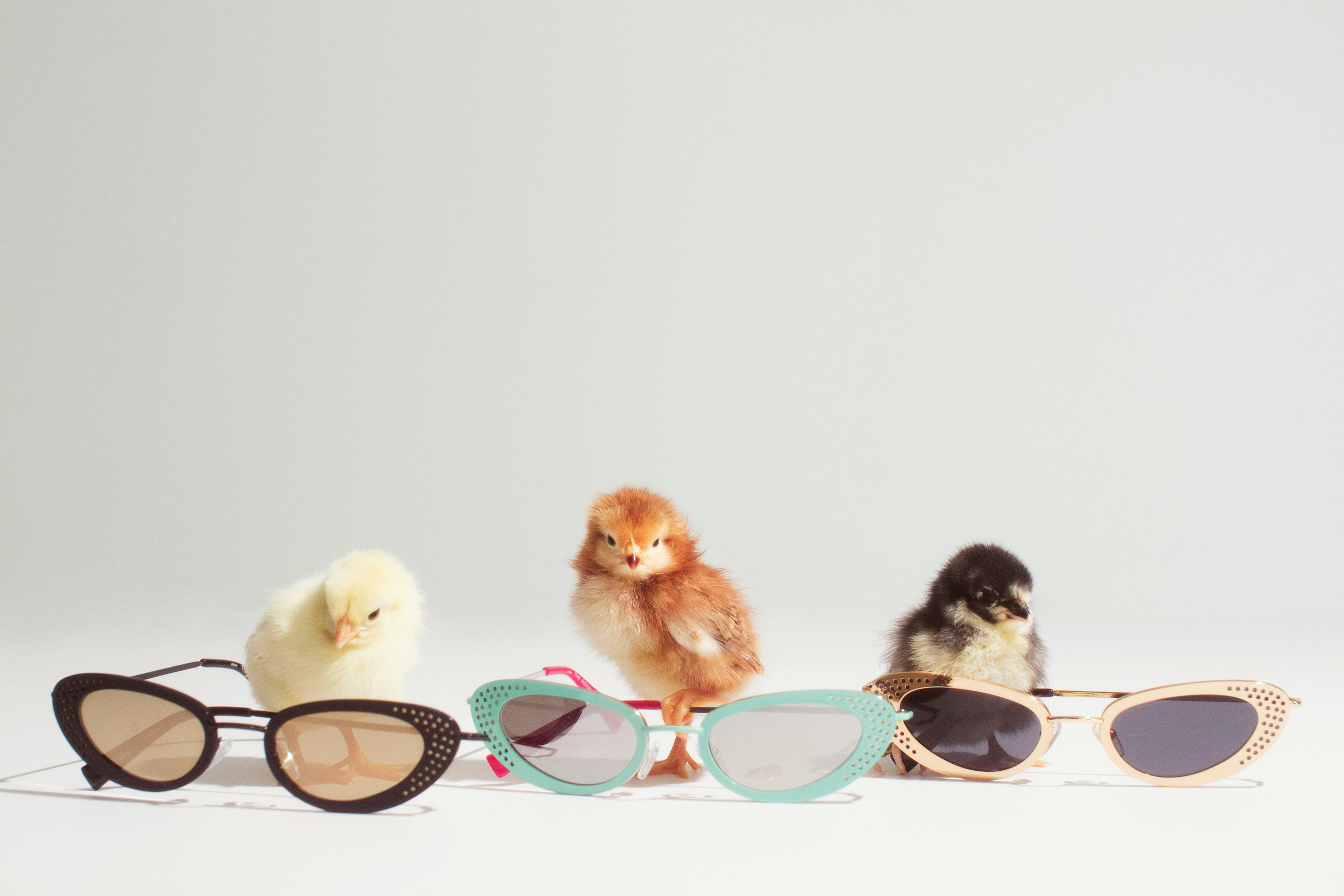 AS_Chicks_082_CHahn.jpg