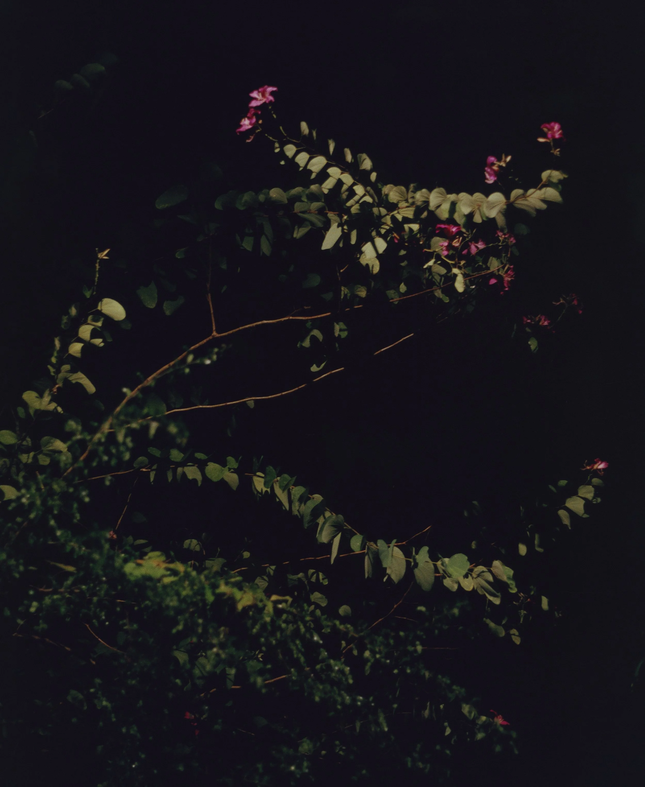 cktrl (4).jpg