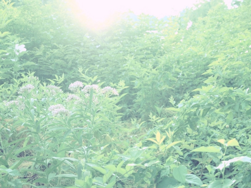  Photograph by T. Carraher 2014