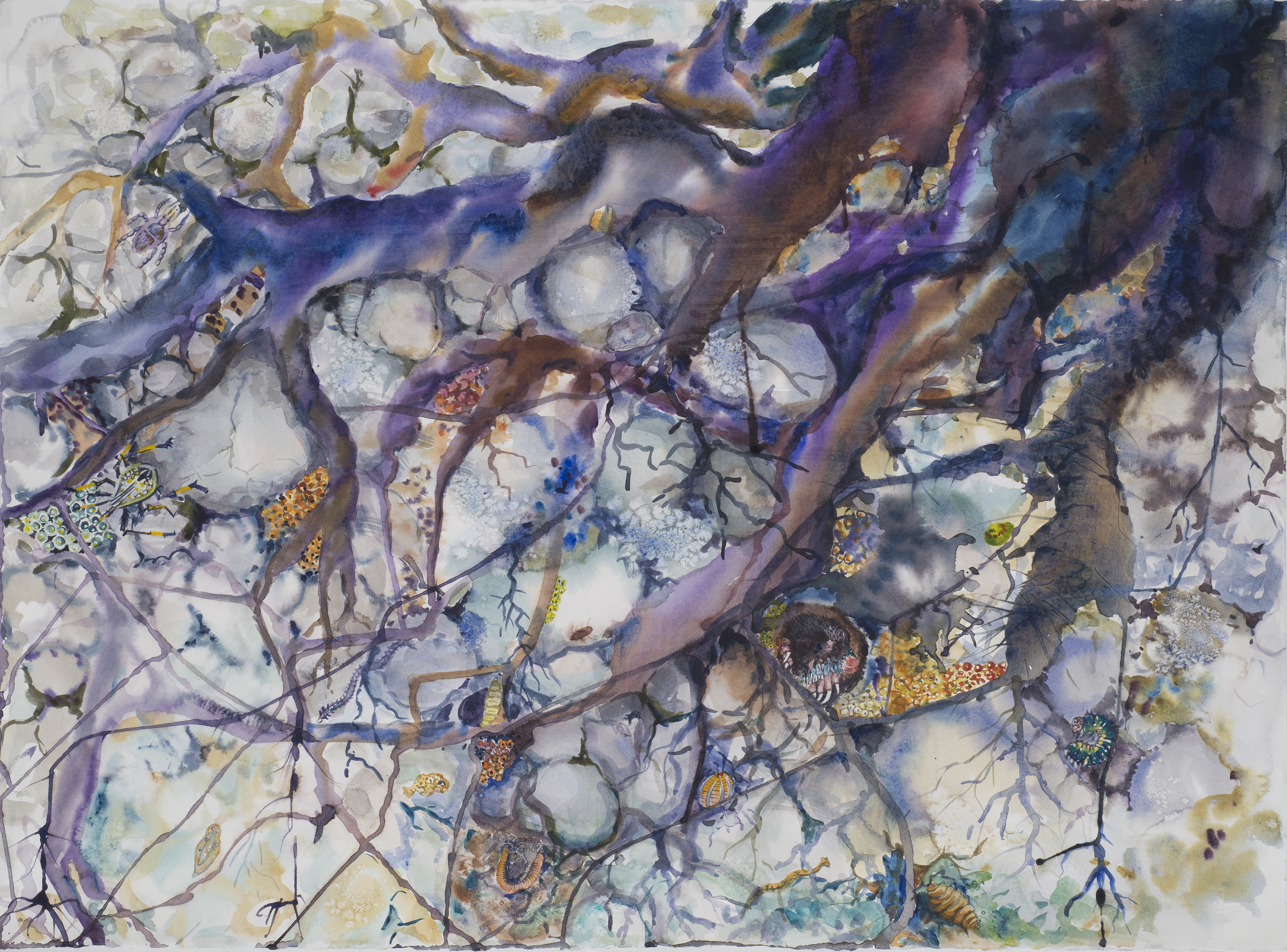 Roots and Insects, from The Root Series