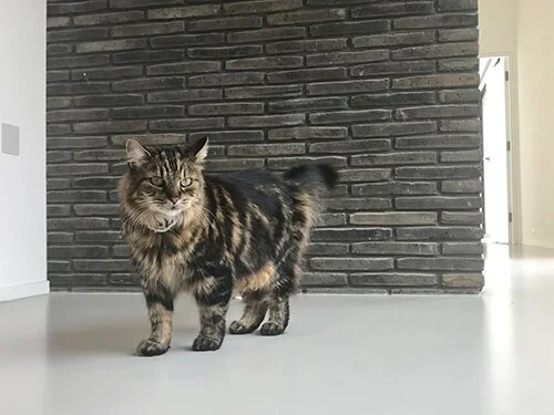 Fluffy tabby cat standing on a light-grey resin floor, by the grey brick cladding.